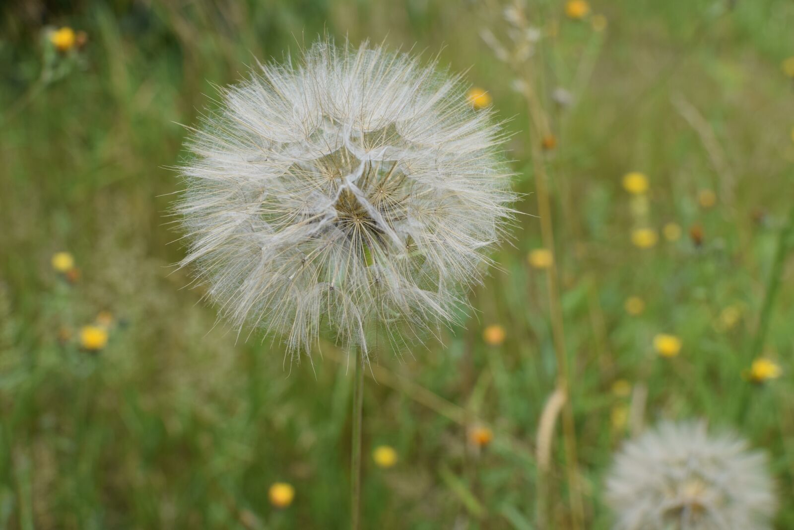 Nikon D5300 sample photo. Dandelion, seeds, close up photography