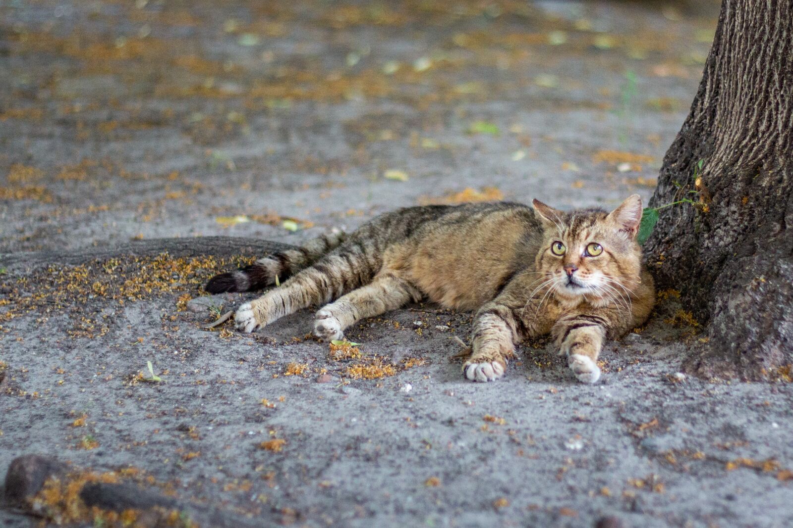 Canon EOS 60D + Canon EF 50mm F1.8 II sample photo. Cat resting, cat is photography