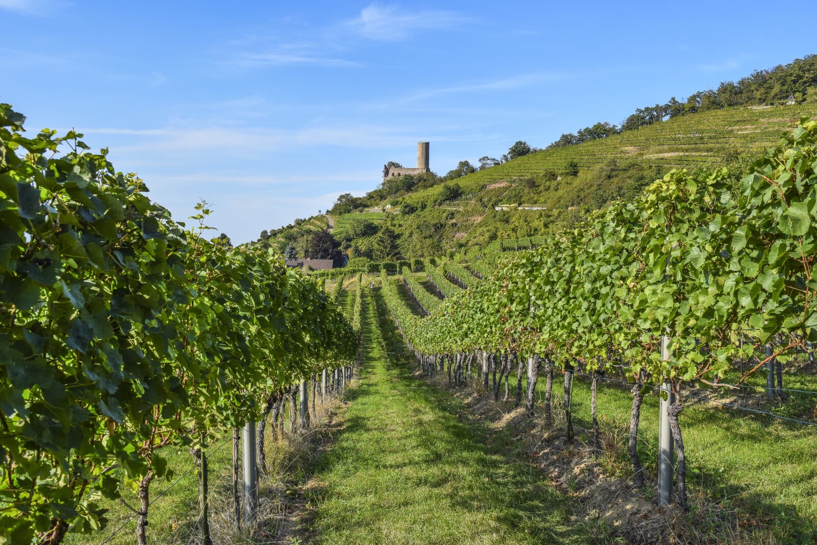 Nikon D3300 sample photo. Landscape, vineyards, winegrowing photography