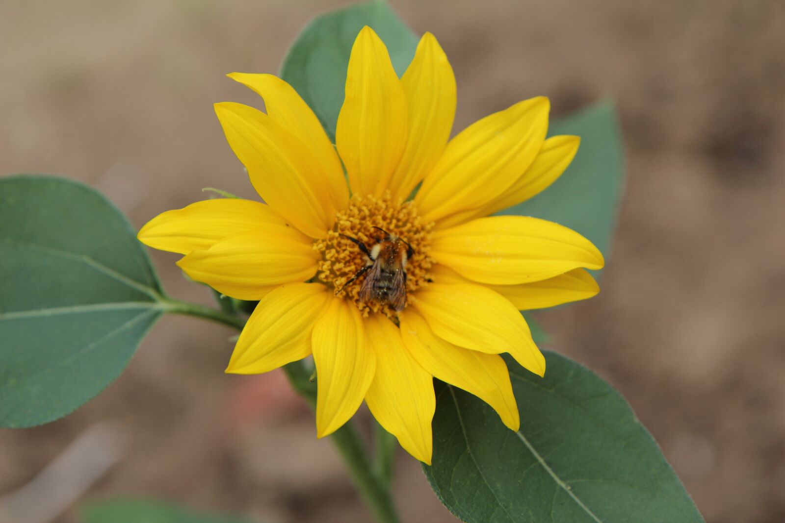 Canon EOS 600D (Rebel EOS T3i / EOS Kiss X5) sample photo. Sunflower, flower sun, yellow photography