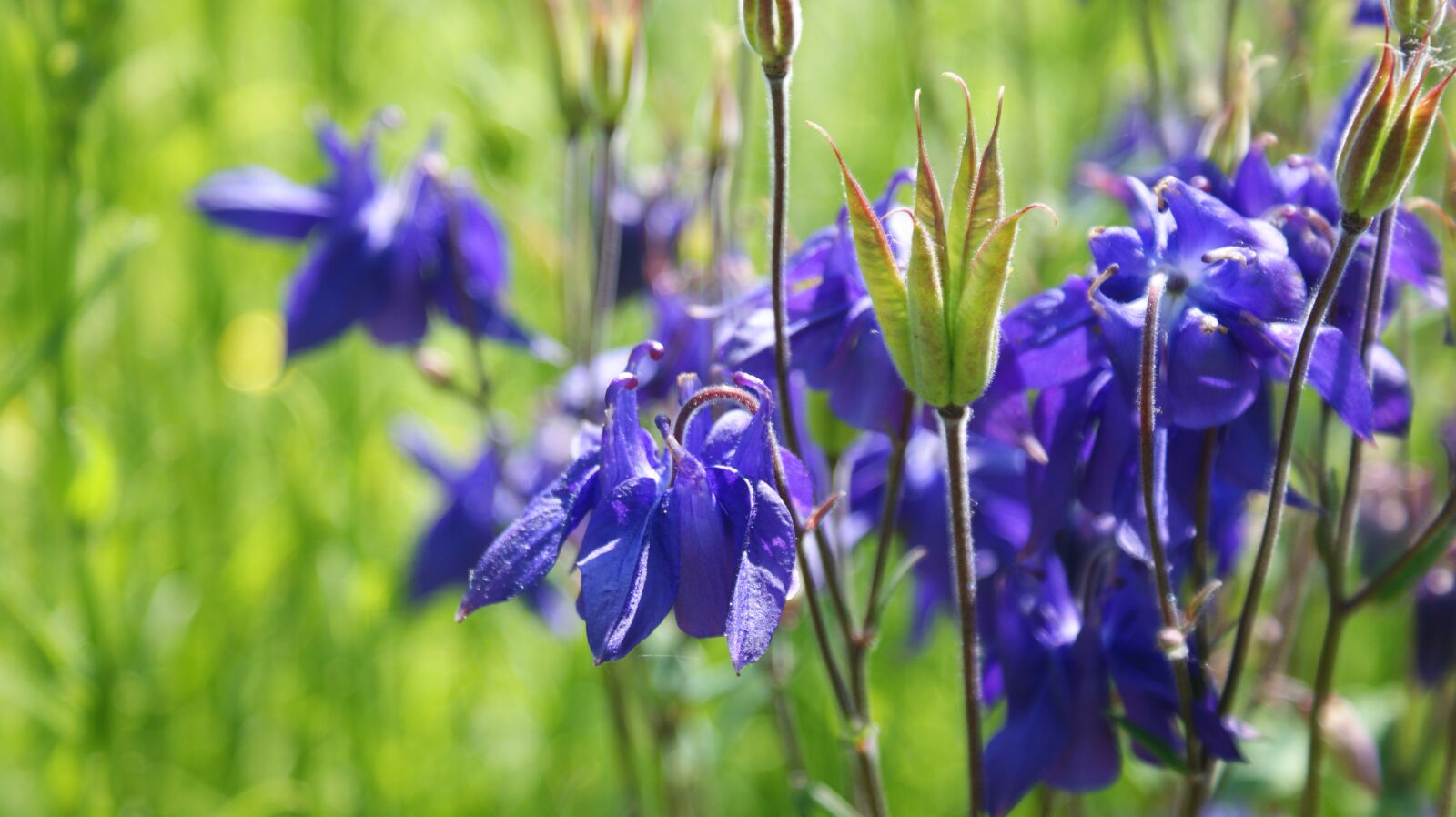 Sony Alpha DSLR-A350 sample photo. Flowers, blue, bluebells photography