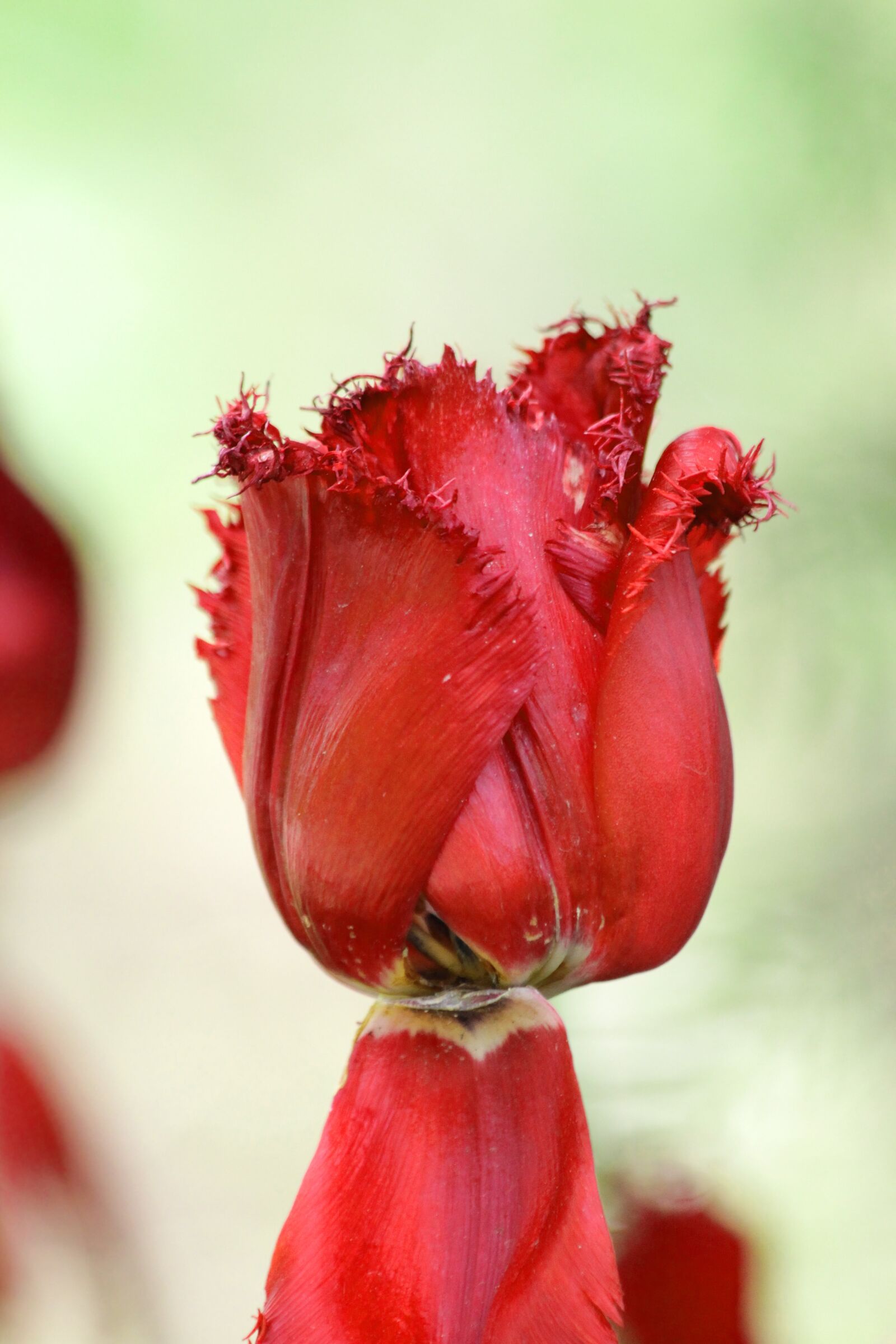 Canon EOS 650D (EOS Rebel T4i / EOS Kiss X6i) sample photo. Tulip, red tulip, flower photography