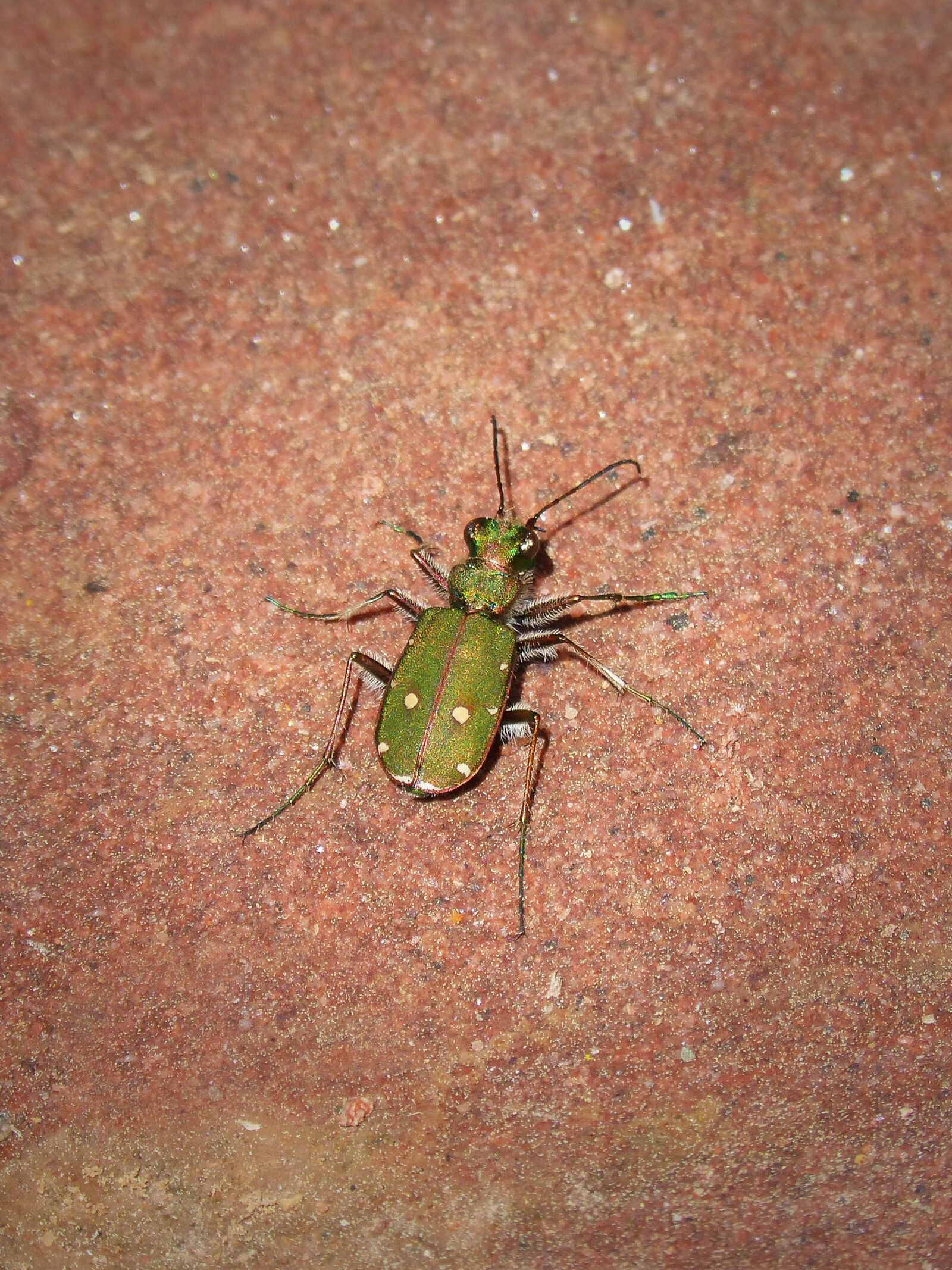 Panasonic DMC-FZ62 sample photo. Cicidella, insect, shimmering photography