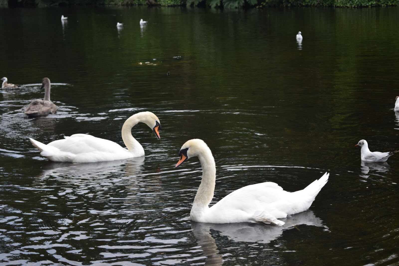 Nikon D3300 sample photo. Swans, pond, water photography