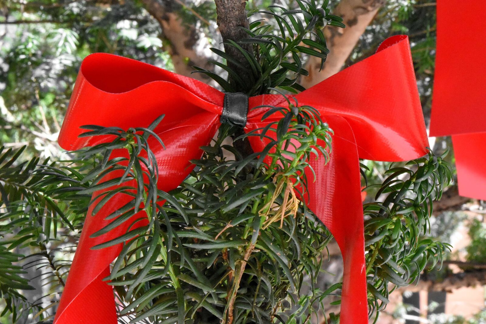 Nikon D5500 sample photo. Christmas, tree, plant, shrub photography