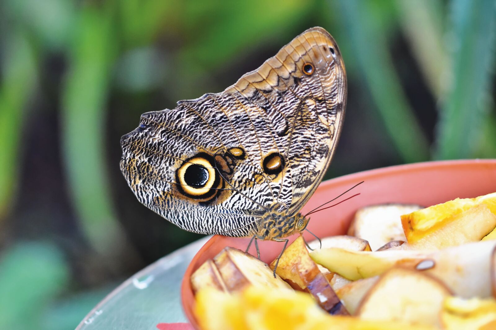 Nikon D7200 sample photo. Butterfly, tropical butterfly, exotic photography