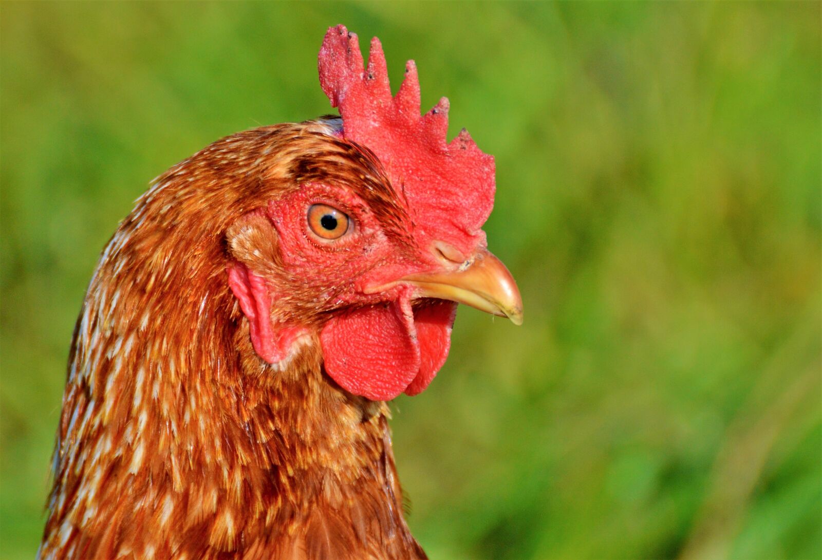 Nikon D3200 sample photo. Chicken, hen, poultry photography
