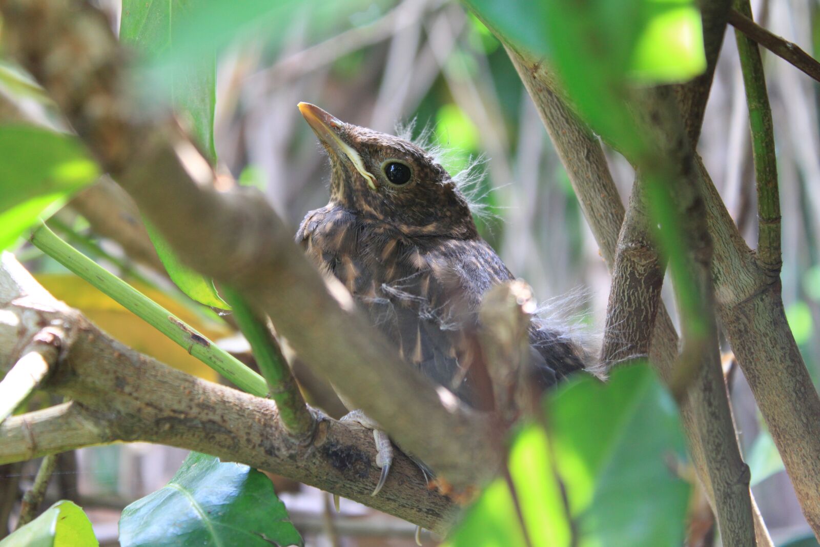 Canon EOS 500D (EOS Rebel T1i / EOS Kiss X3) sample photo. Bird, hedge, camouflage photography
