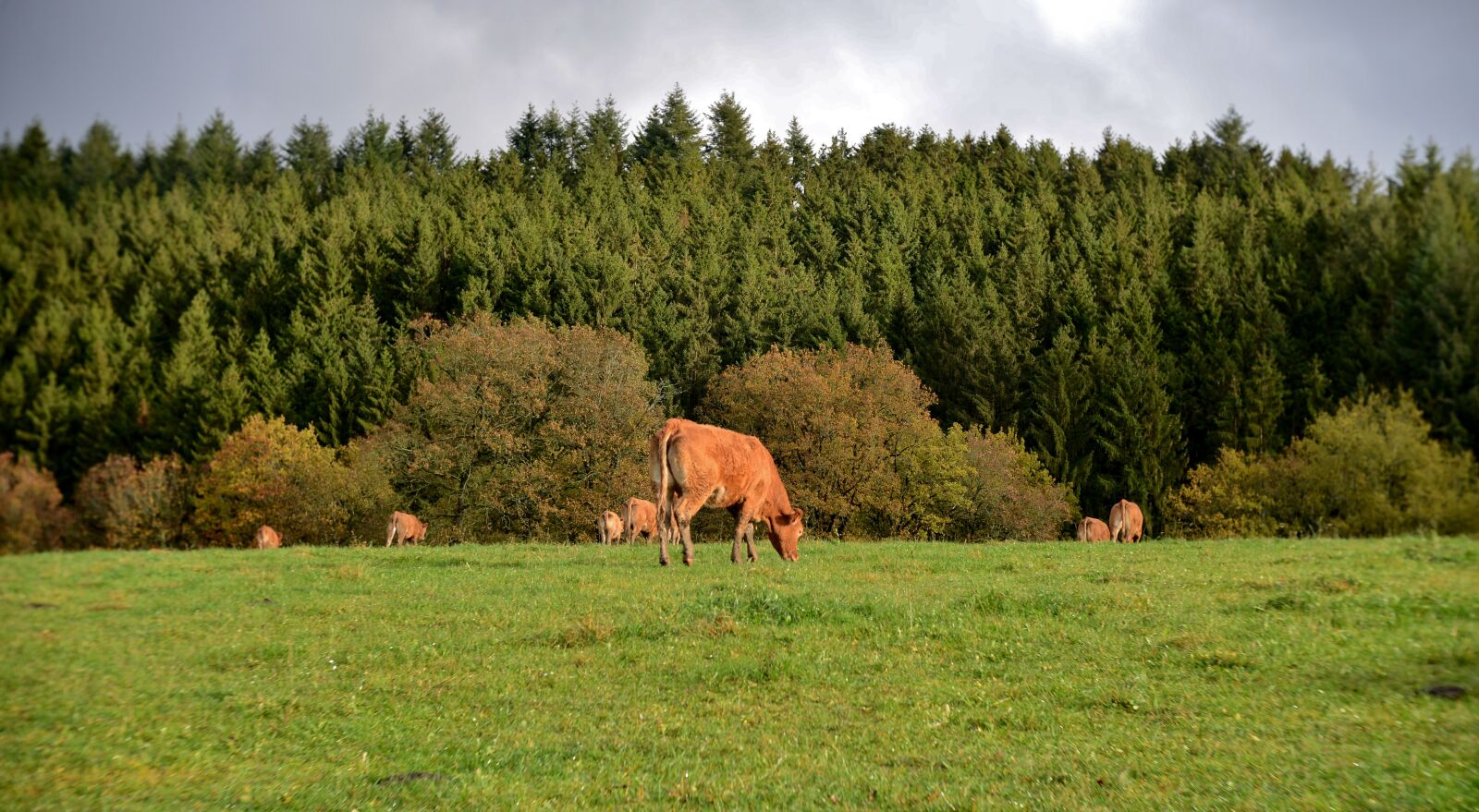 Nikon D600 sample photo. Landscape, cows, meadow photography
