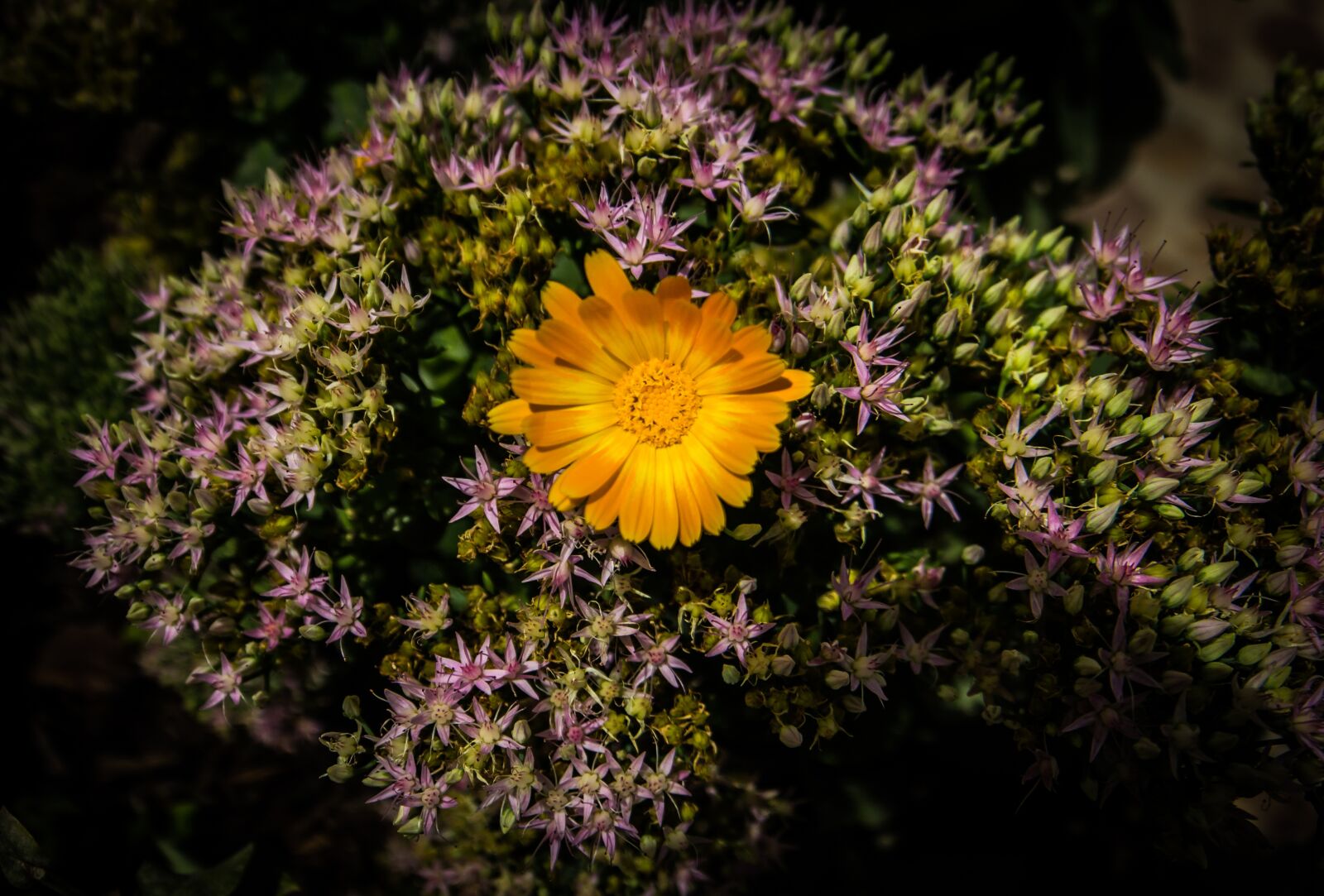Canon EOS 60D sample photo. Nature, flower, plant photography