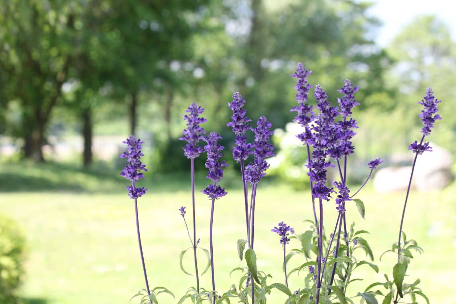 Canon EF 70-300mm F4-5.6 IS USM sample photo. Sage, flower photography