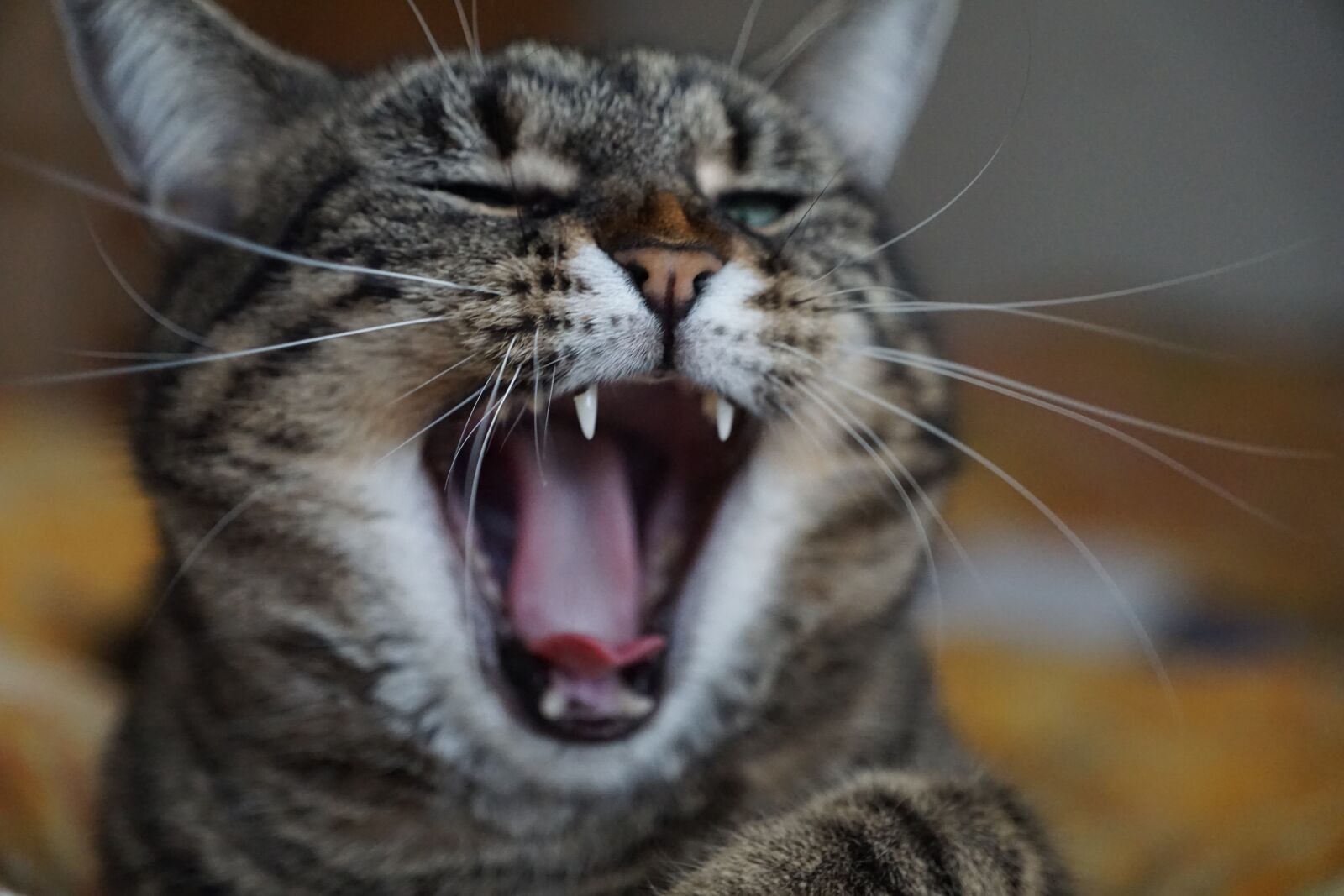 Sony ILCA-77M2 + Sony DT 16-50mm F2.8 SSM sample photo. Cat, animal, mammal photography