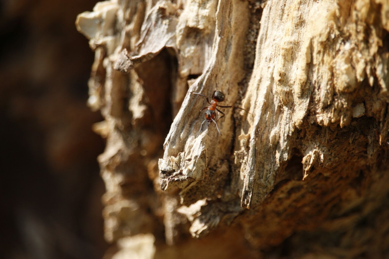 Canon EF-S 55-250mm F4-5.6 IS STM sample photo. Ant, macro, insect photography