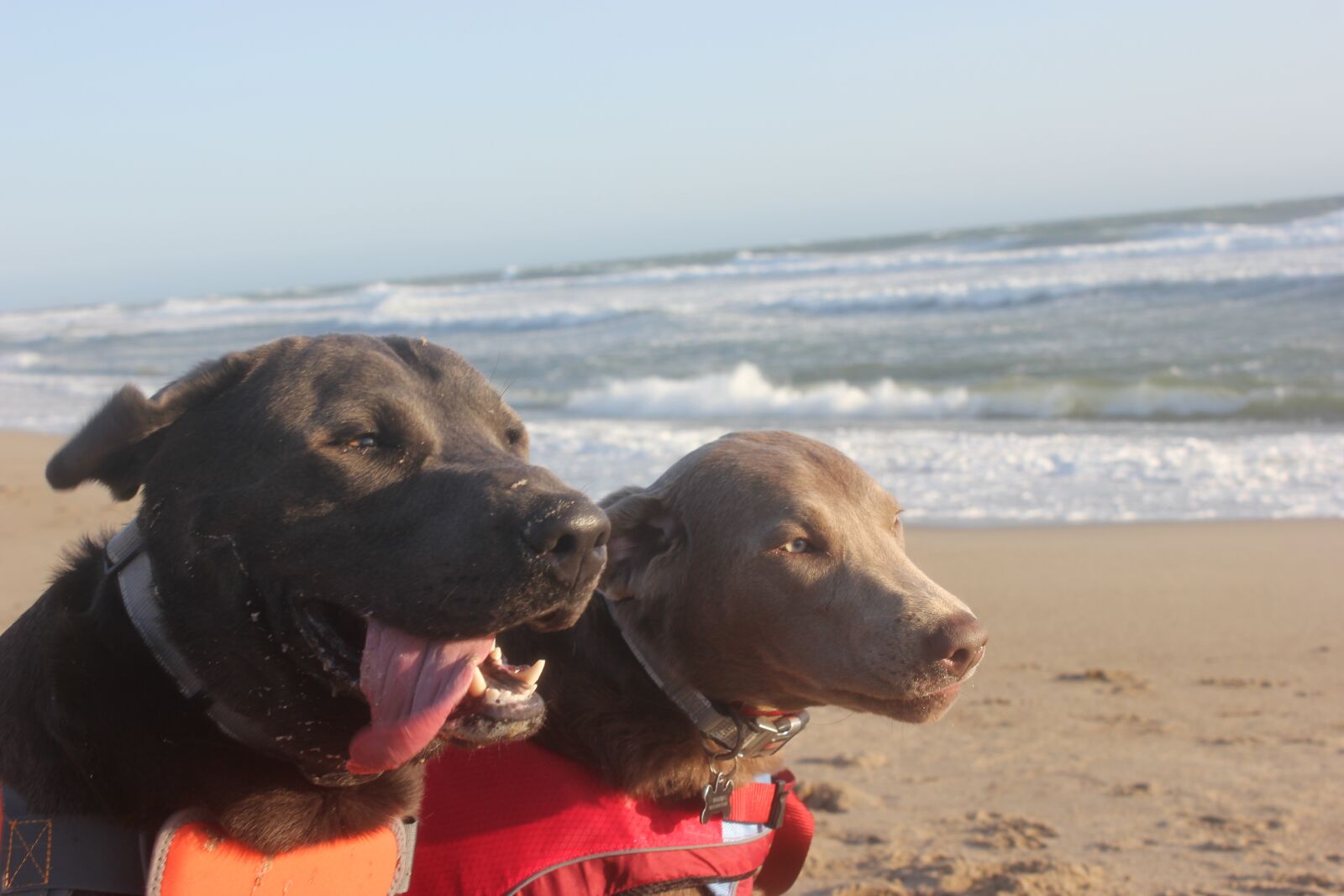 Canon EOS 550D (EOS Rebel T2i / EOS Kiss X4) sample photo. Dogs, beach, pet photography