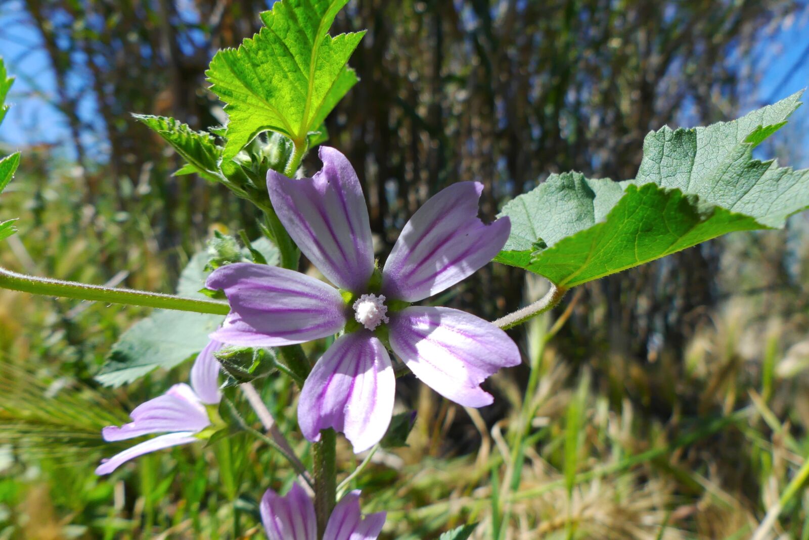 Panasonic Lumix DMC-FZ300 sample photo. Mauves, flower, nature photography