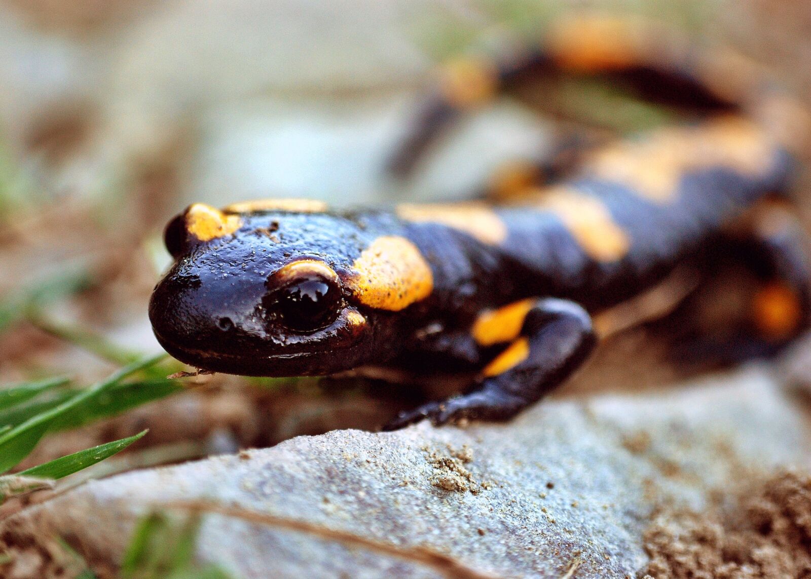 Nikon D80 sample photo. Salamander, amphibian, animal photography