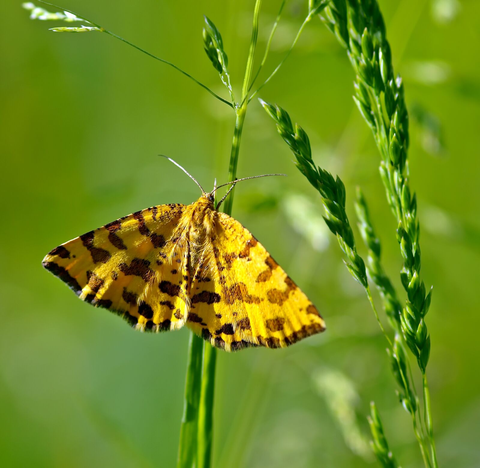 Olympus E-450 (EVOLT E-450) sample photo. Patherfalter, pseudo-panthera macularia, tensioner photography