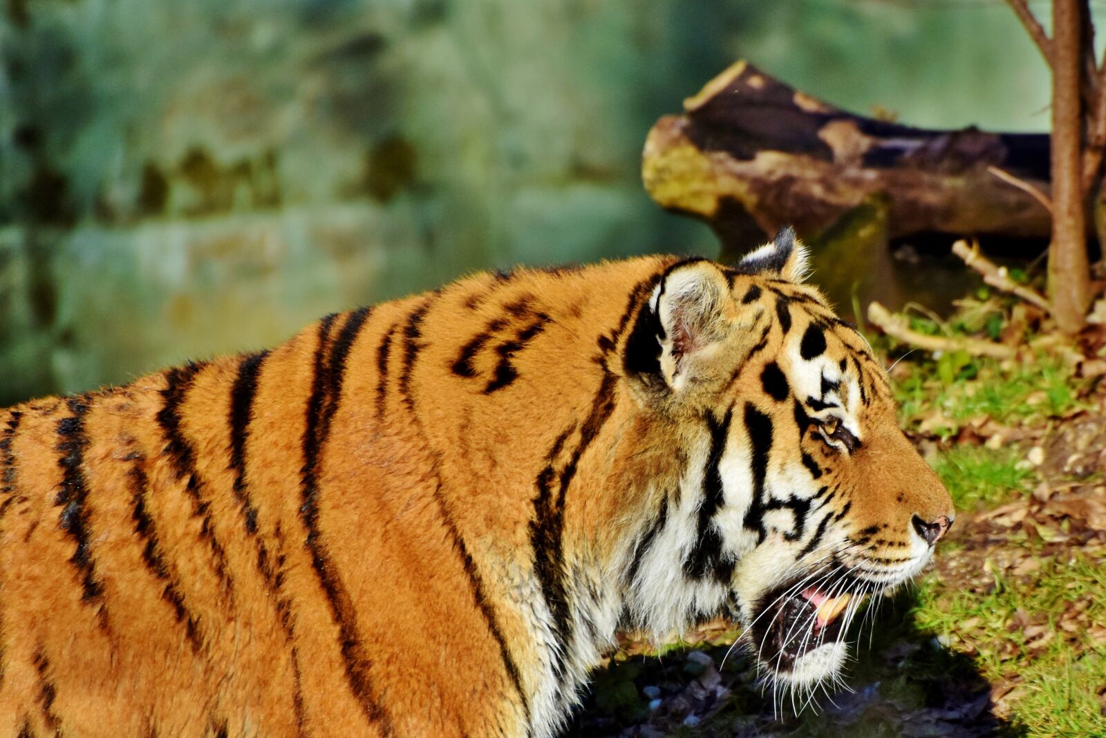Nikon D7200 sample photo. Tiger, wildcat, predator photography