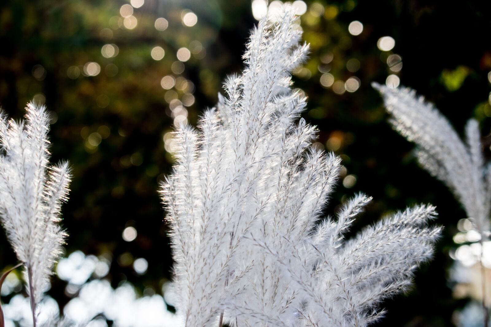 Canon EF-S 55-250mm F4-5.6 IS STM sample photo. Grasses, plant, nature photography