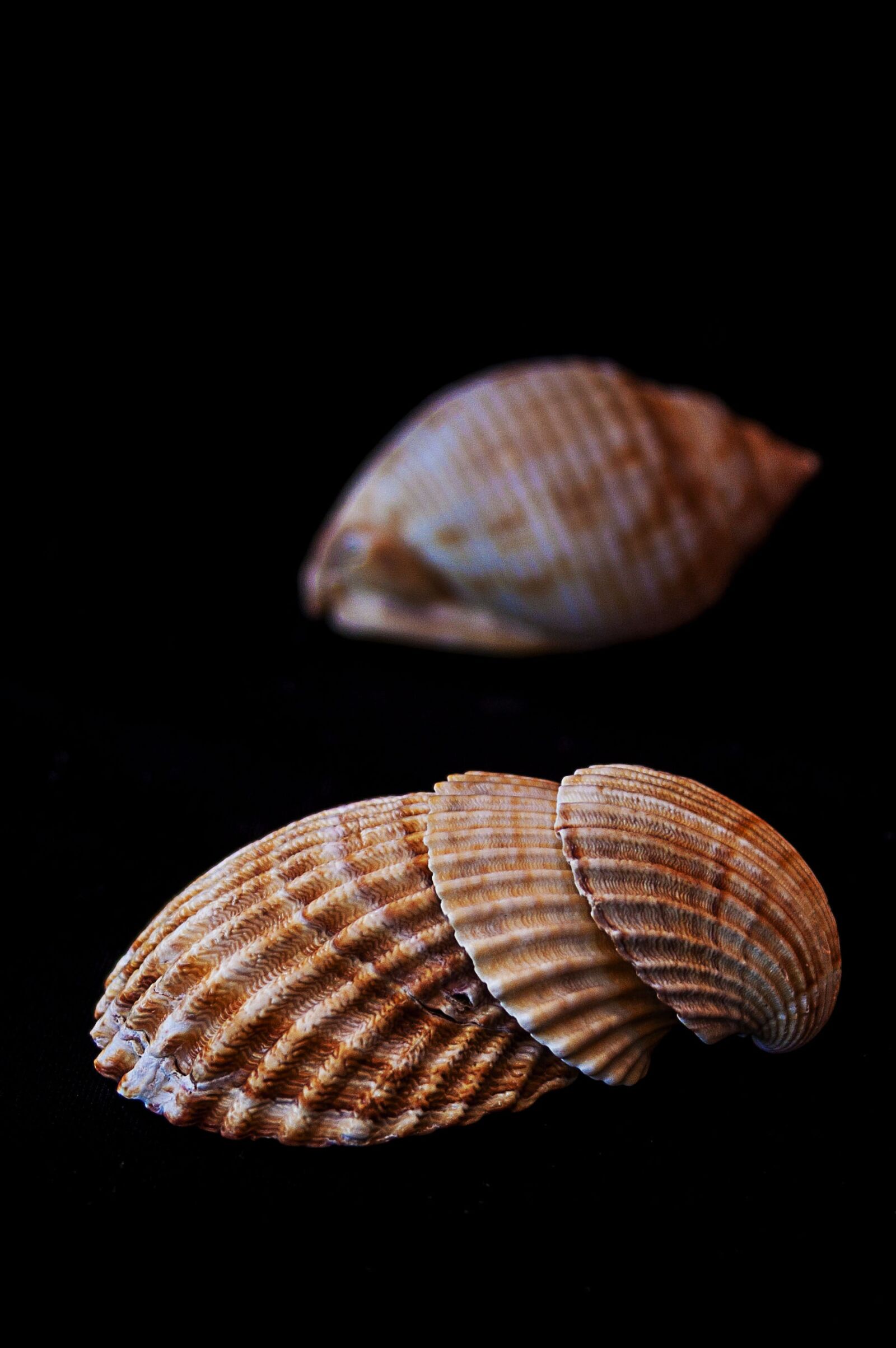 Canon EF-S 18-55mm F3.5-5.6 II sample photo. Sea, shells, clams photography
