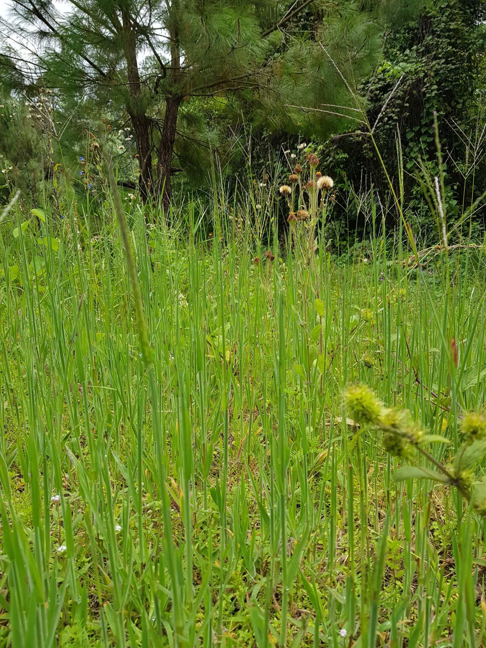 Samsung Galaxy S8 sample photo. Field, plants, green photography