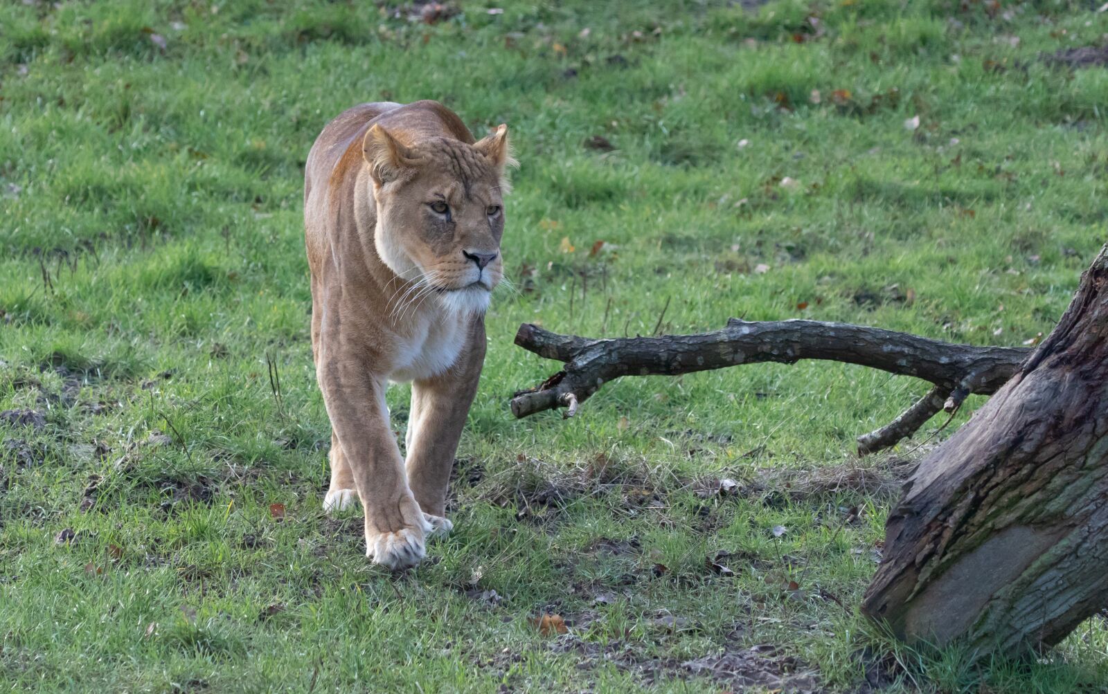 Canon EOS 7D Mark II sample photo. Lioness, mother, hunter photography