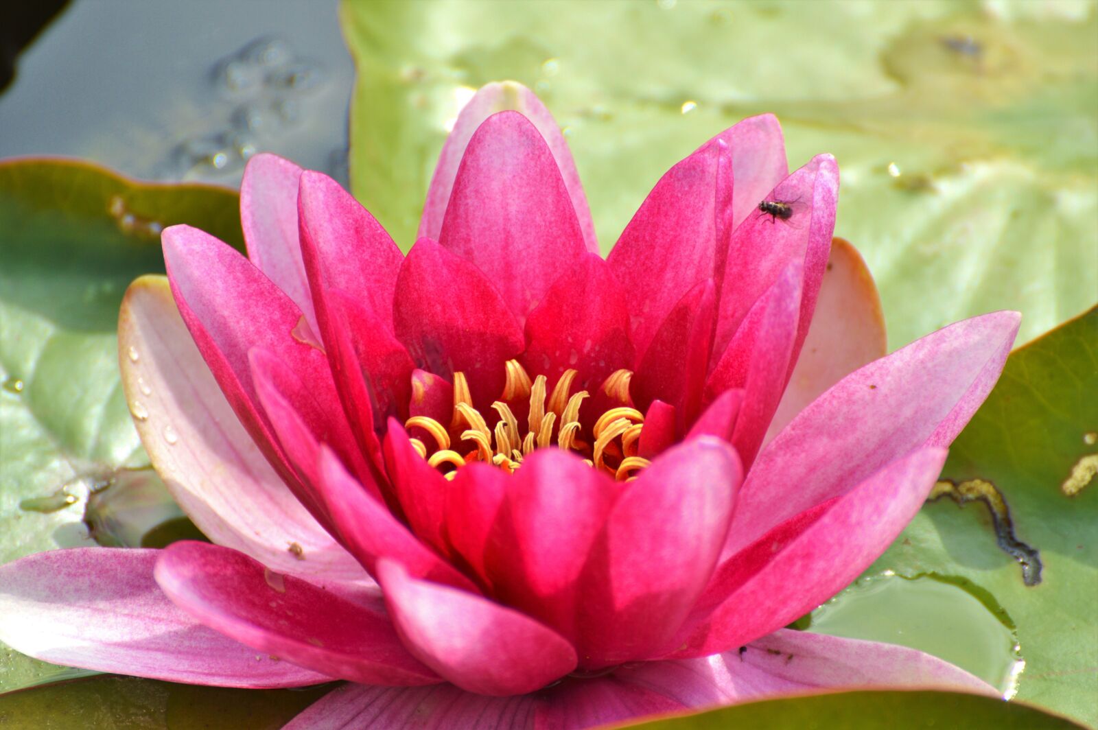 Nikon D3200 sample photo. Water lily, rose, flower photography