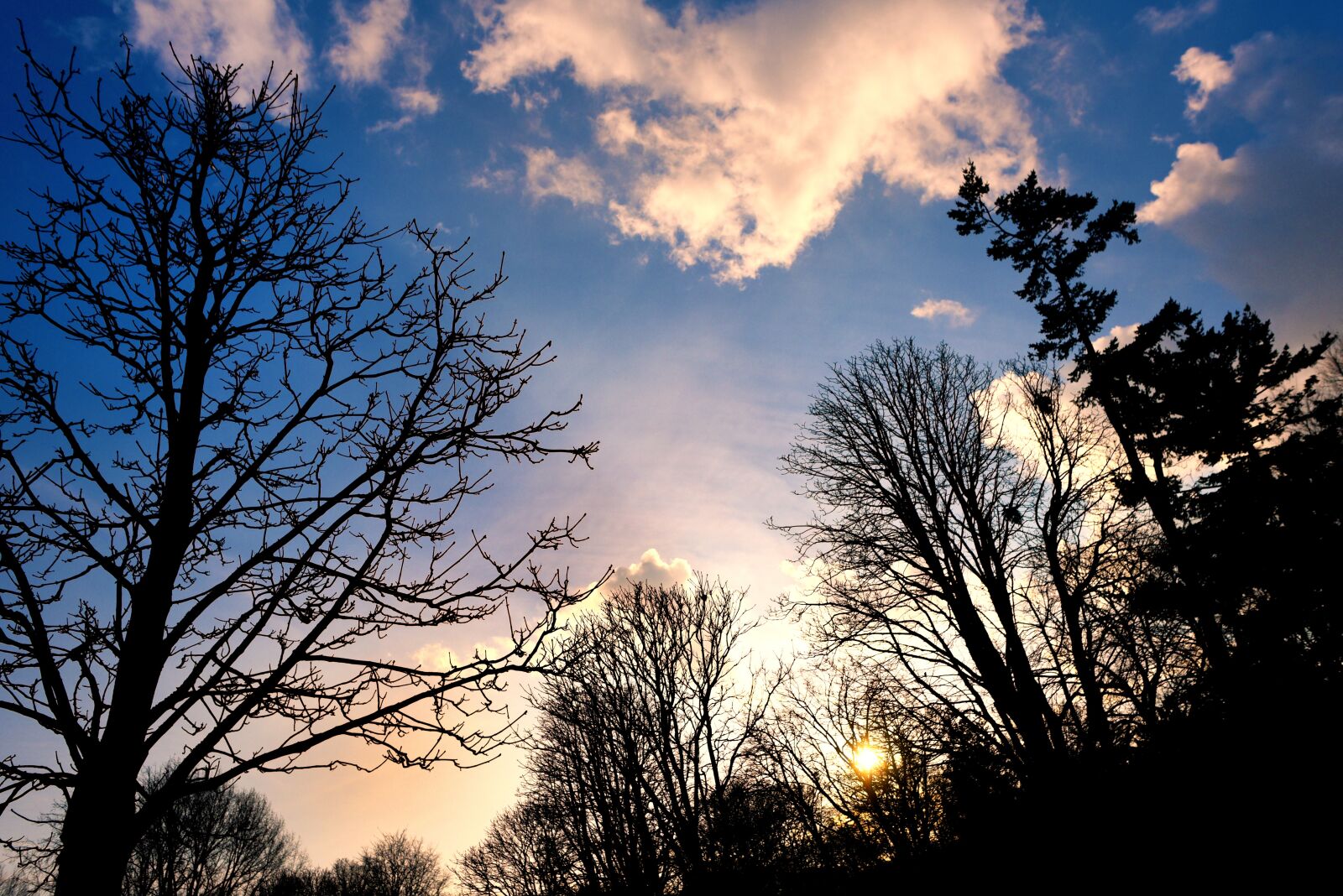 Nikon D750 sample photo. Tree, tree top, branch photography
