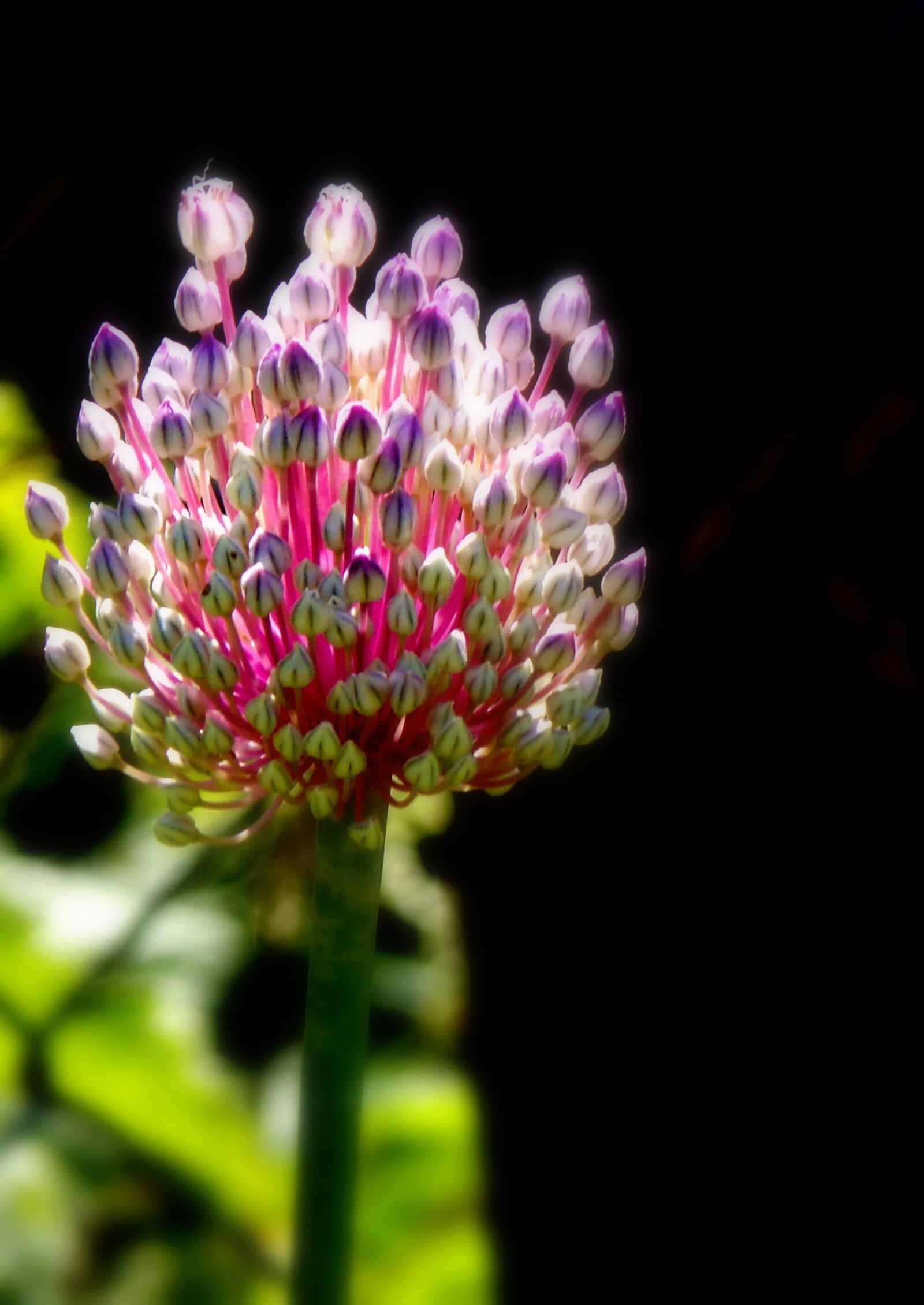 JK KODAK PIXPRO AZ421 sample photo. Flower, plant, nature photography