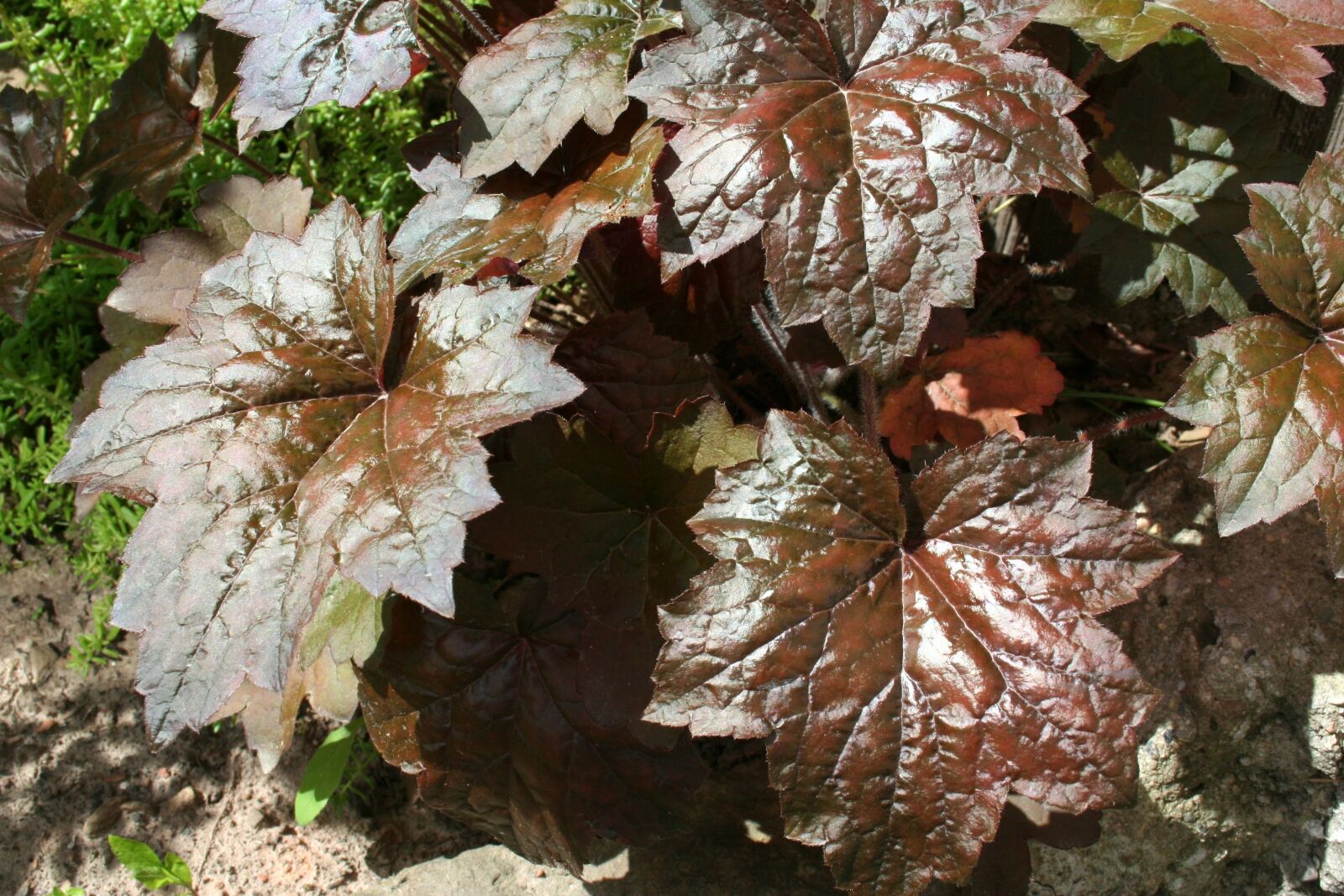 Canon EOS 350D (EOS Digital Rebel XT / EOS Kiss Digital N) sample photo. Leaf, plant, garden photography