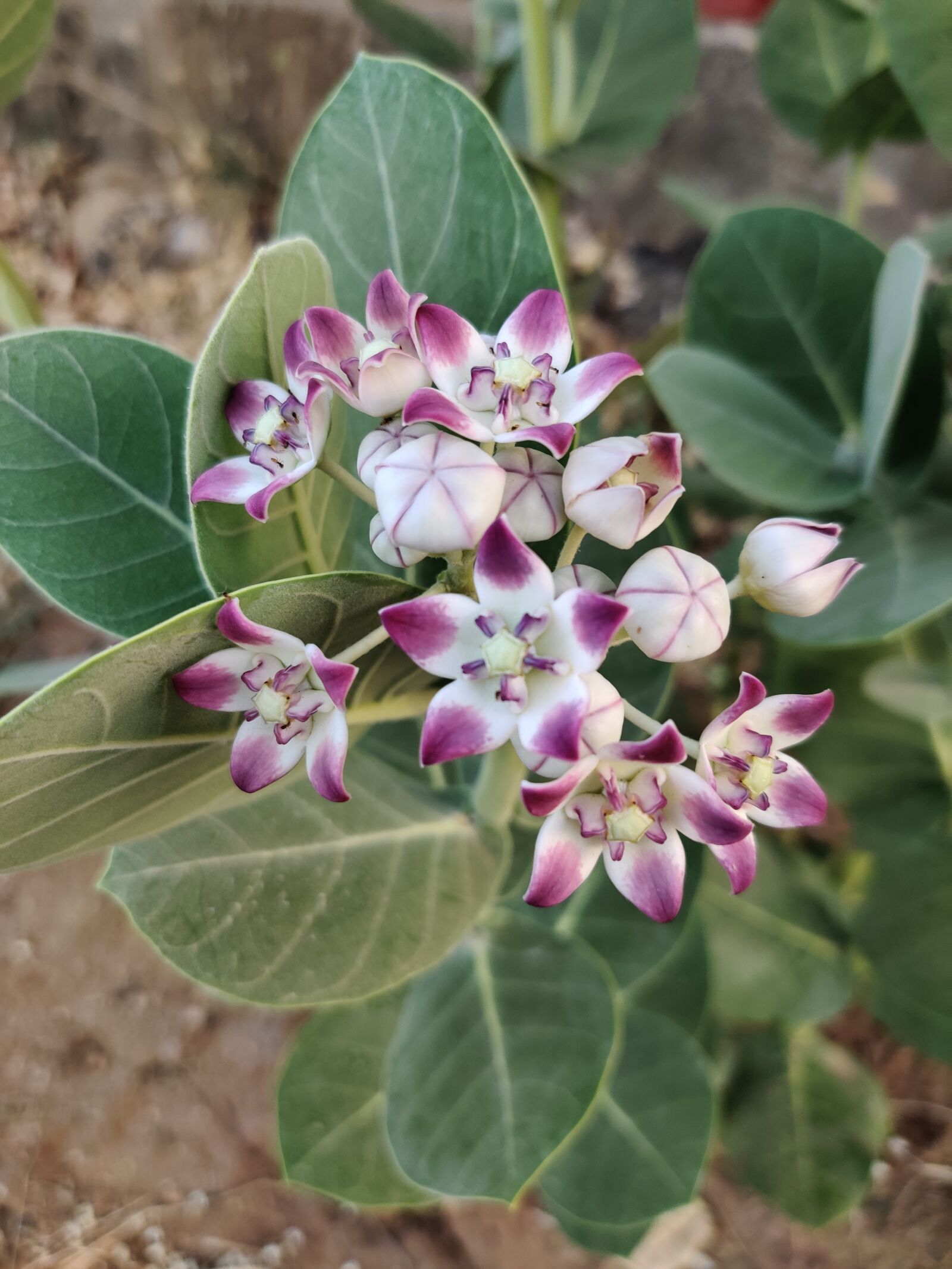 OnePlus HD1901 sample photo. Calotropis gigantea, flower for photography