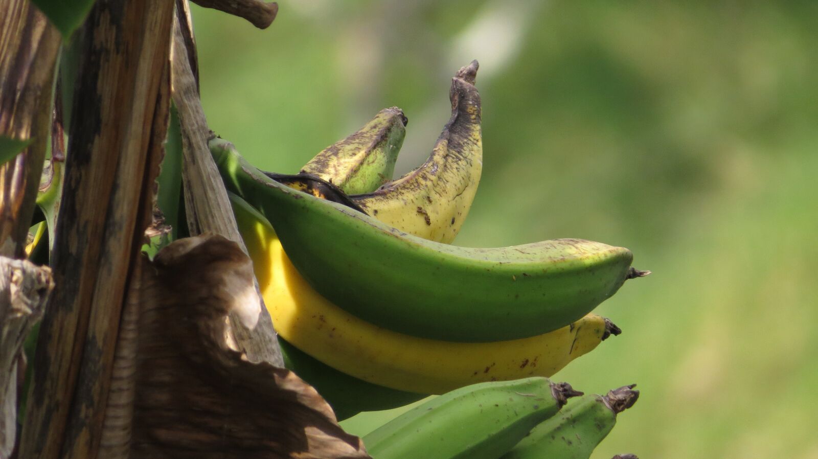 Canon PowerShot SX50 HS sample photo. Image, nature, banana photography