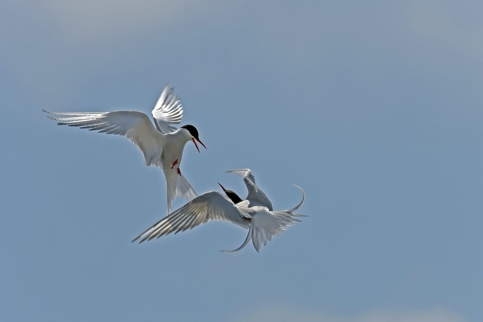 Nikon D500 sample photo. Arctic tern, arguing, birds photography
