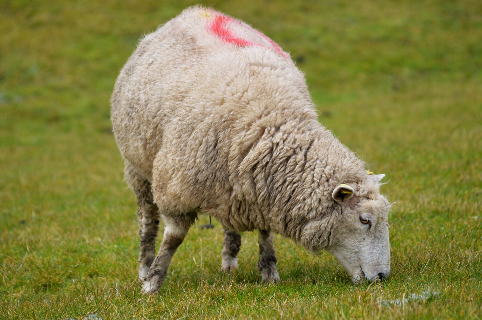 Nikon D3200 sample photo. Sheep, grass, livestock photography