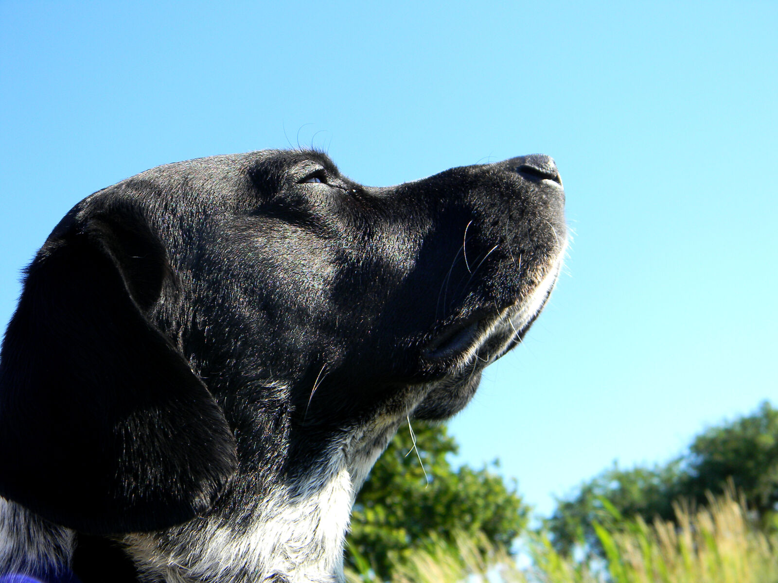 Nikon Coolpix L110 sample photo. Blue, sky, dog, smelling photography