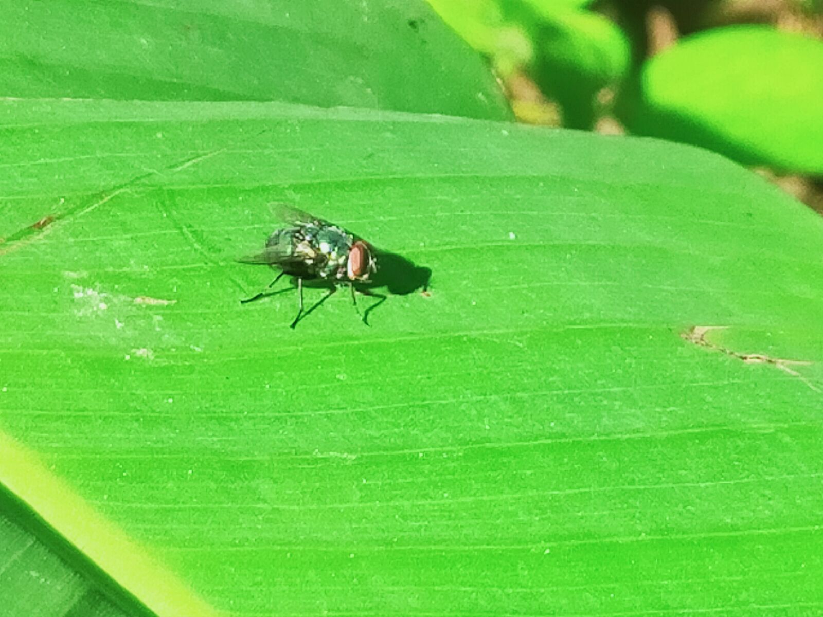 OPPO A9 2020 sample photo. Flies, bright green, leaf photography