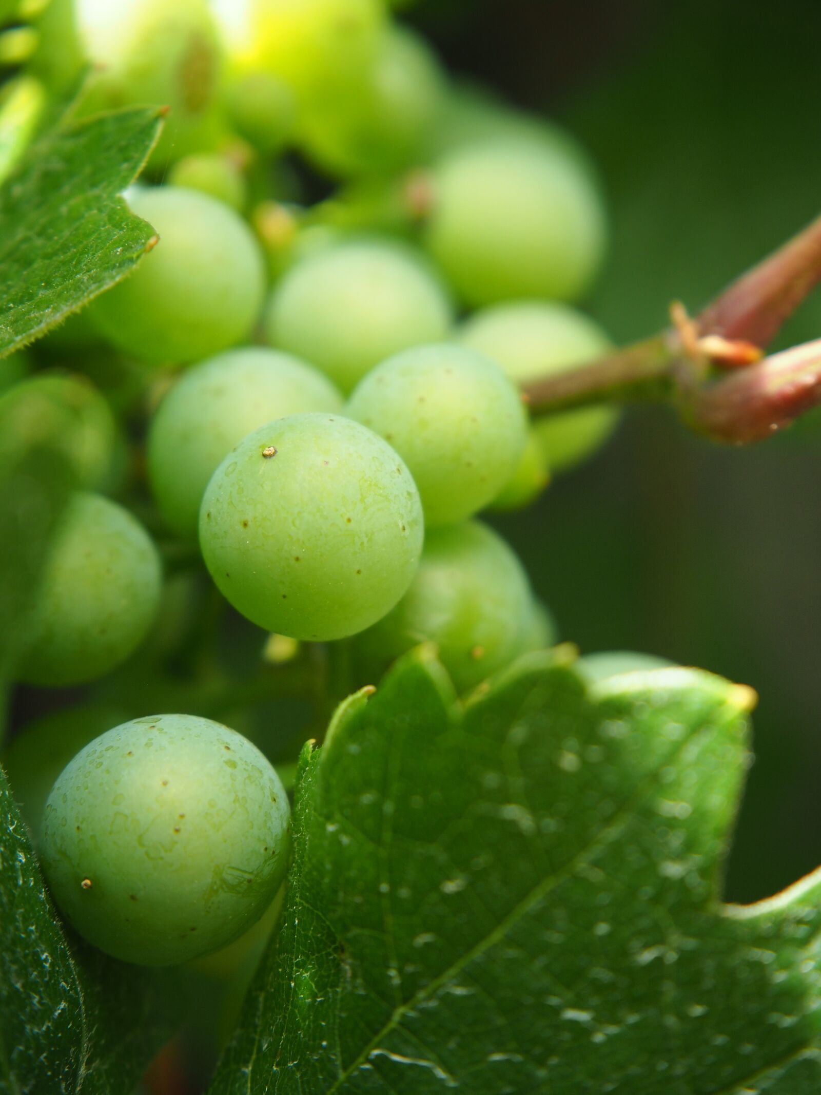Olympus OM-D E-M10 sample photo. Grape, wine, incomplete photography