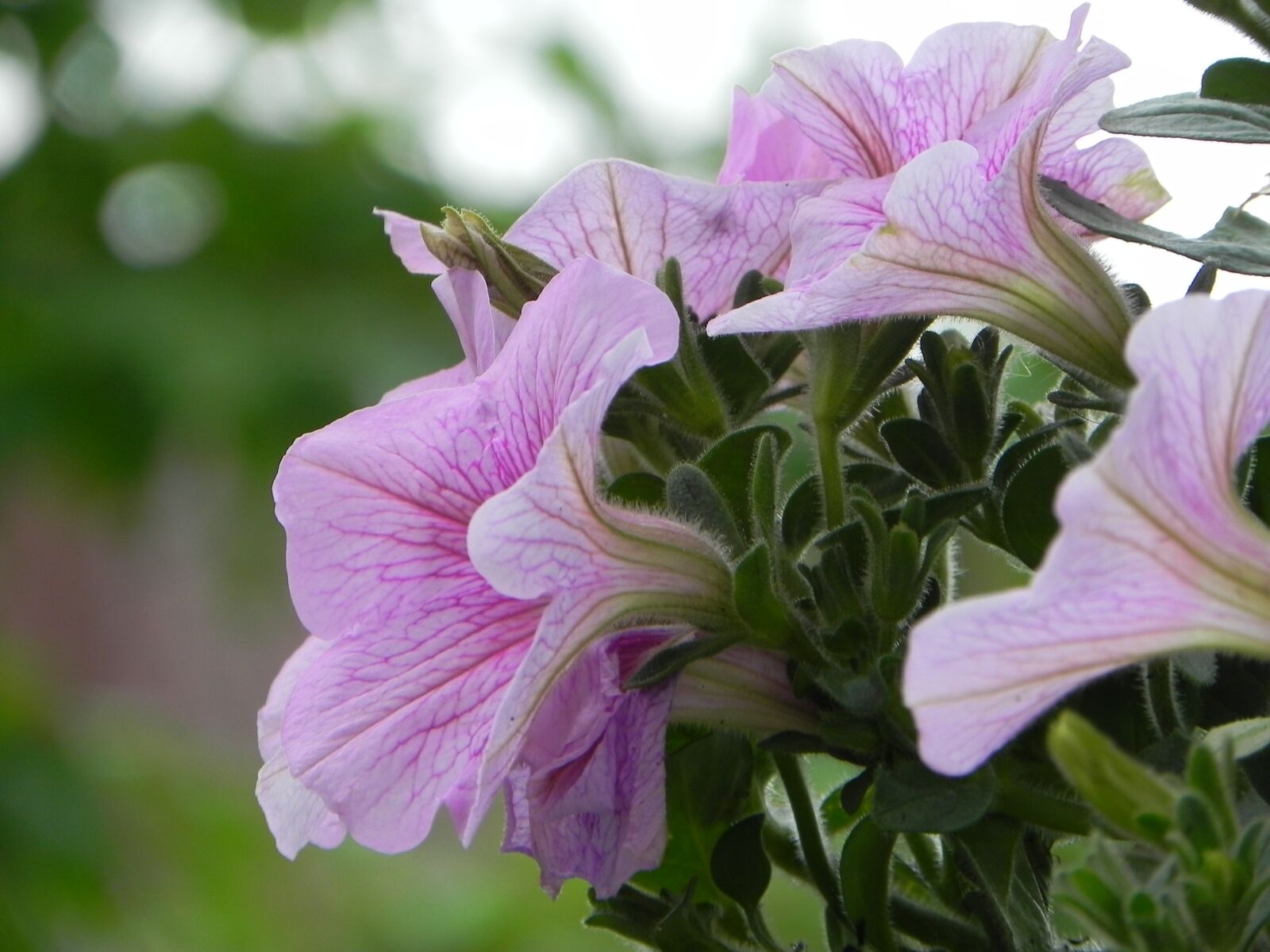 Nikon Coolpix P100 sample photo. Petunia, summer, spring photography