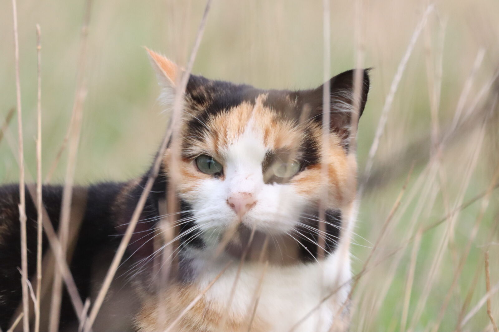 Canon EOS R100 sample photo