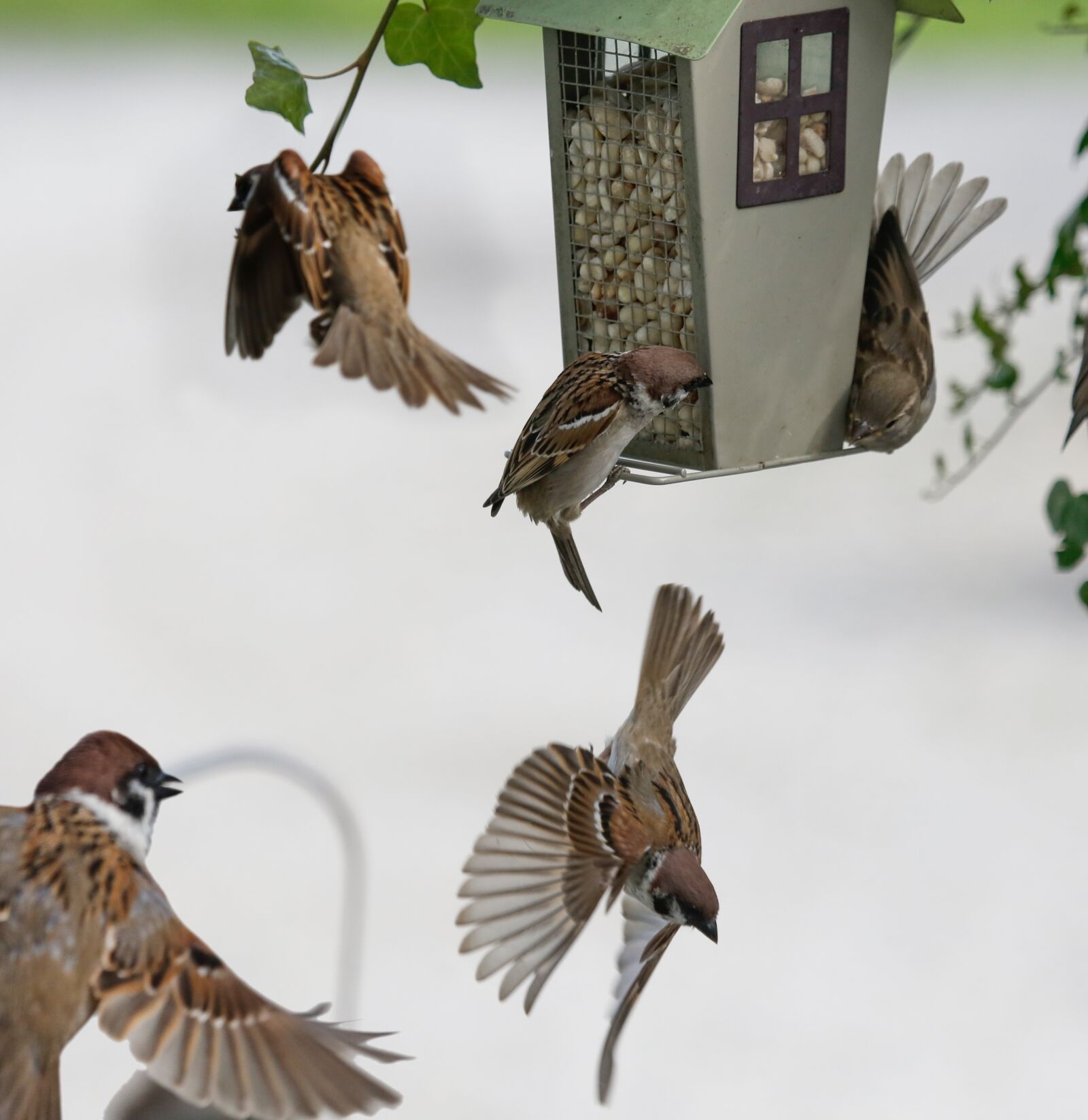 Canon EF 100-400mm F4.5-5.6L IS USM sample photo. Sparrow, sperling, bird photography