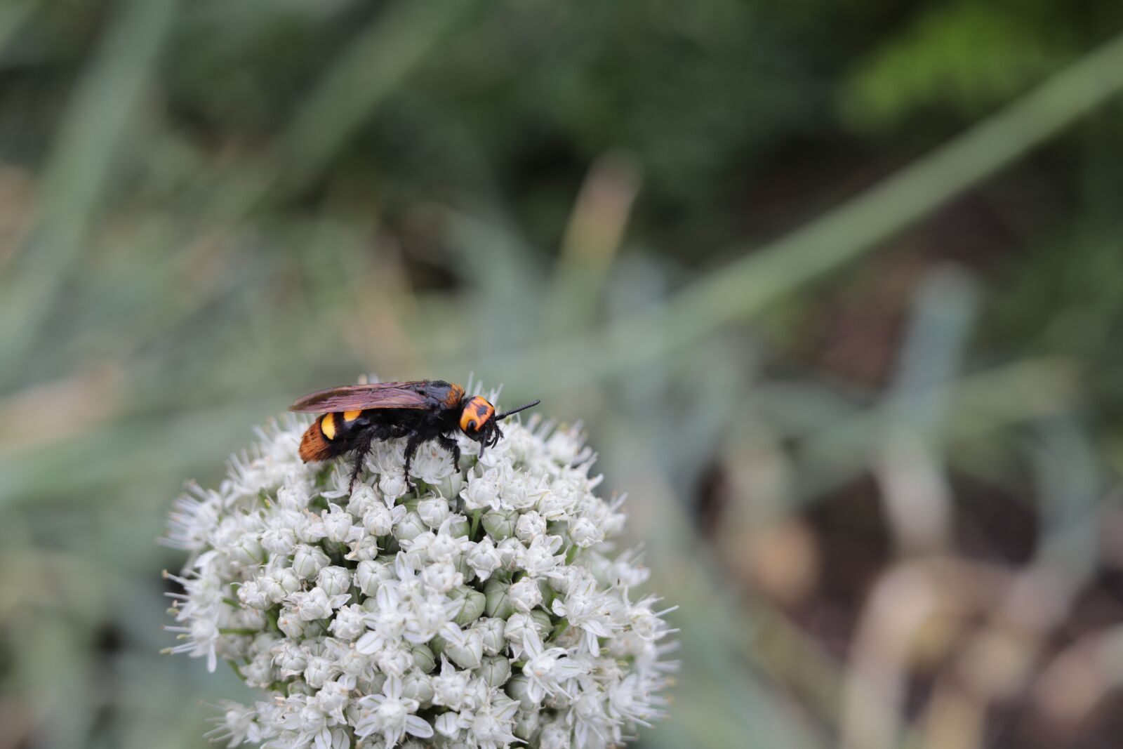 Canon EOS 6D Mark II sample photo. Garlic, flower, insect photography