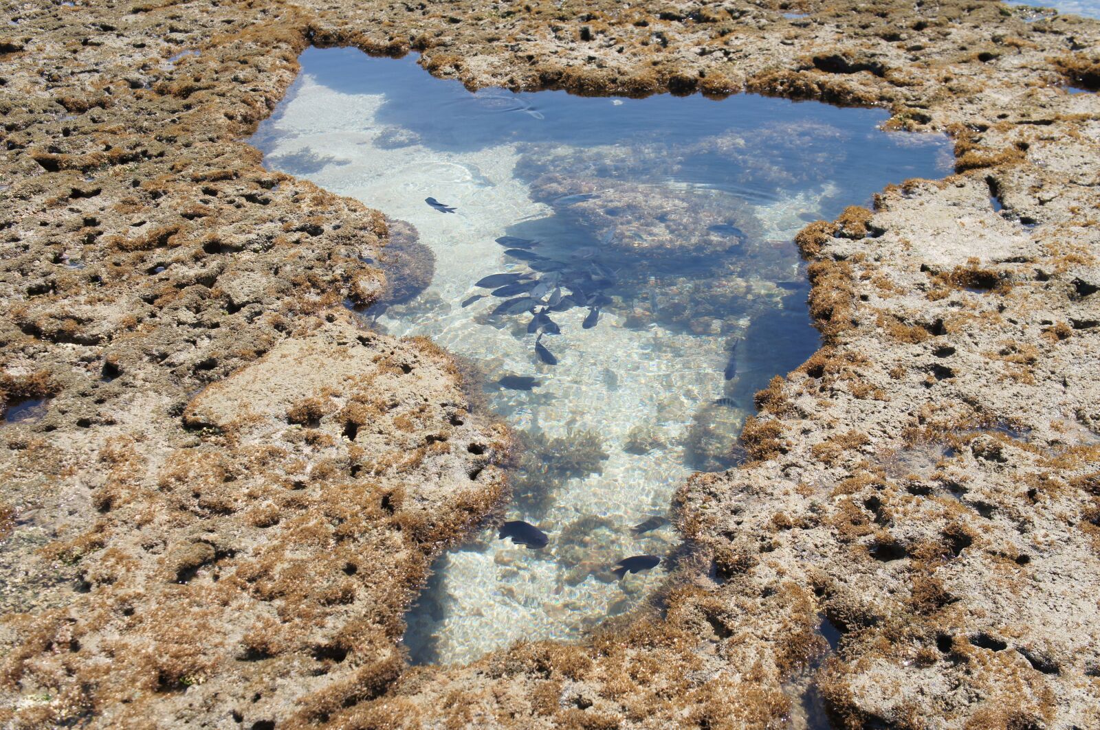 Sony Alpha NEX-C3 + Sony E 18-55mm F3.5-5.6 OSS sample photo. Brazil, map, coral reef photography