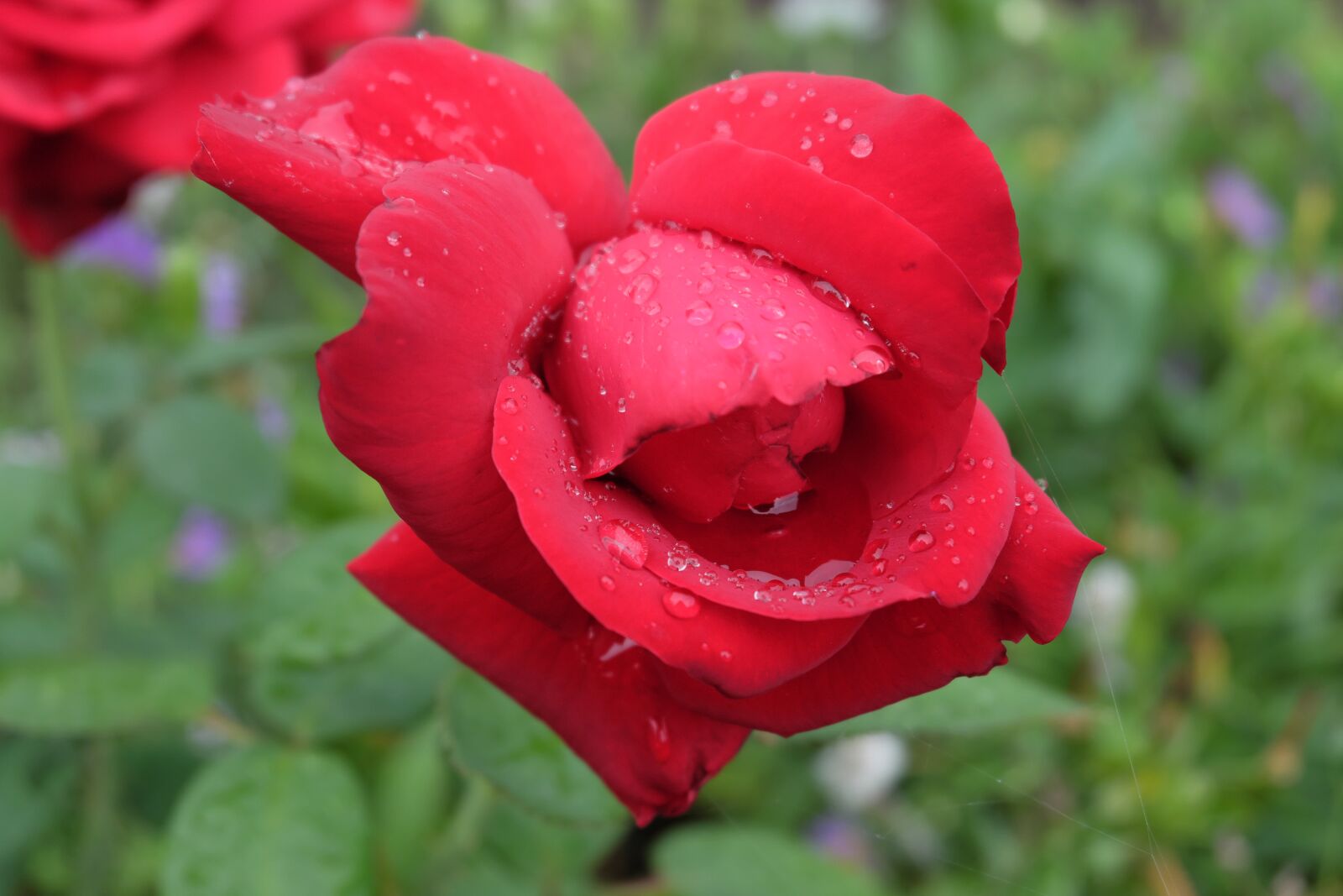 Fujifilm XC 16-50mm F3.5-5.6 OIS II sample photo. Rose, red, red rose photography