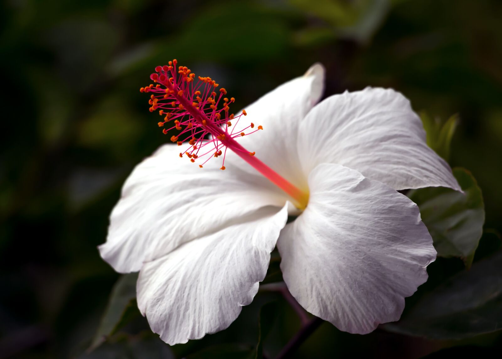 Canon EOS 70D sample photo. Hibiscus, hawaii, tropical photography