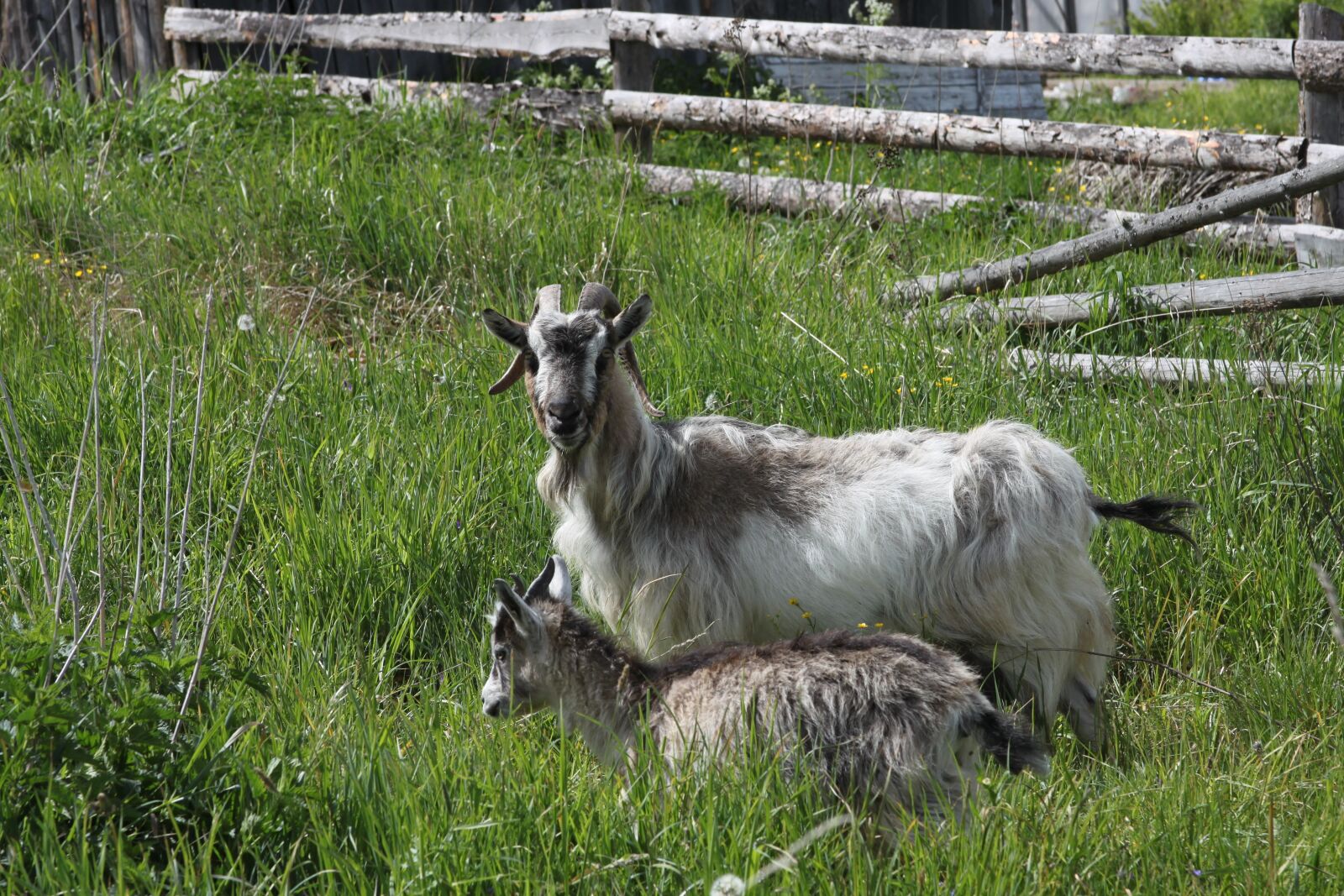 Canon EOS 500D (EOS Rebel T1i / EOS Kiss X3) sample photo. Goat, village, farm photography
