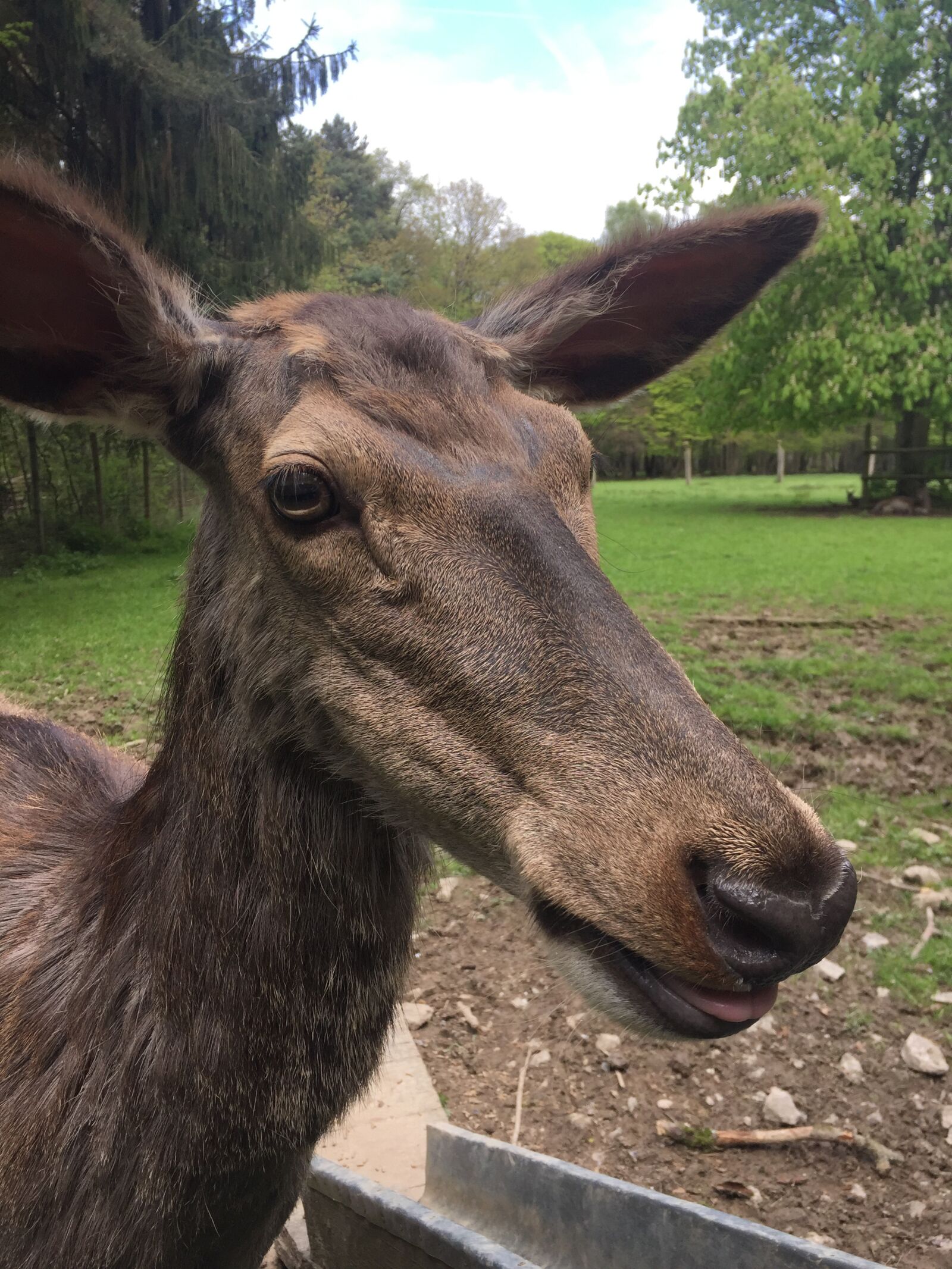 Apple iPhone 6 sample photo. Roe deer, nature, fallow photography