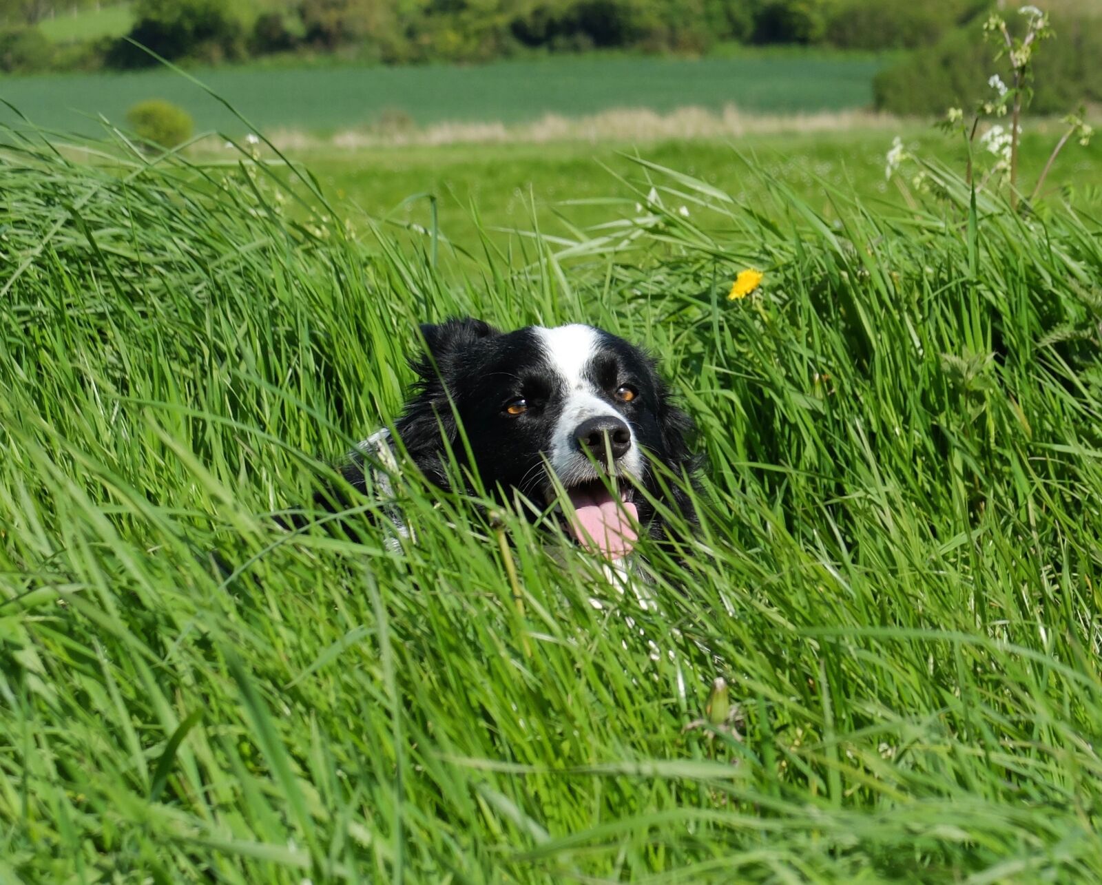 Fujifilm X20 sample photo. Collie in grass, facing photography