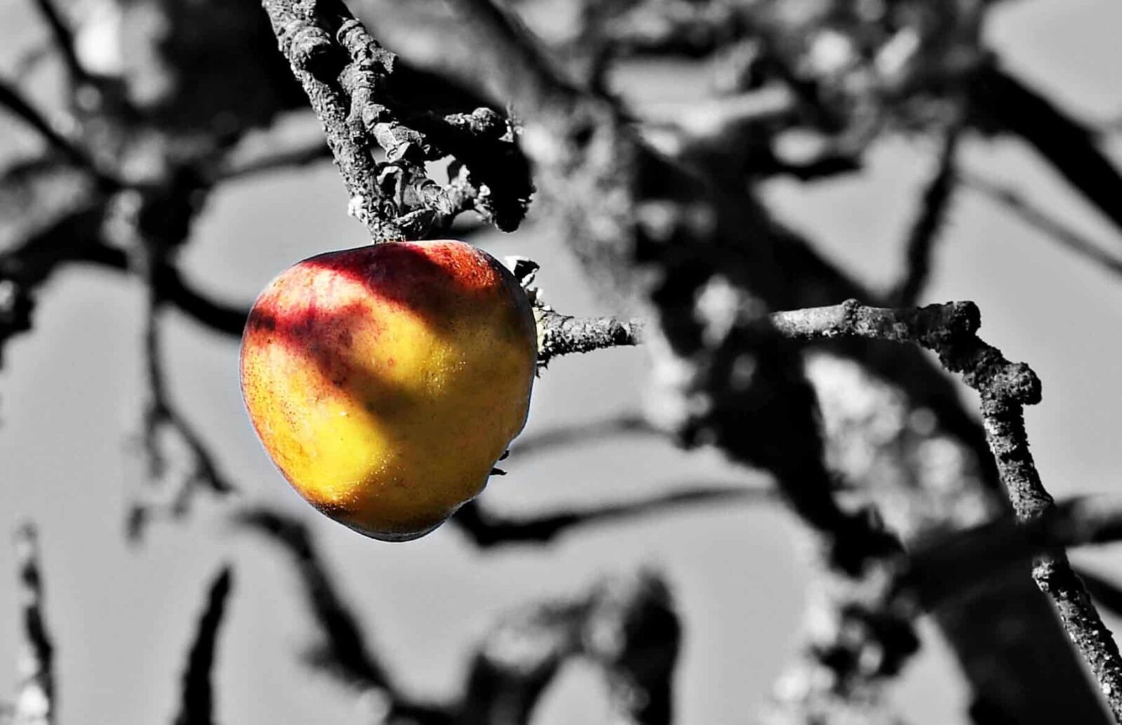 Canon EOS 80D sample photo. Photomontage, orchard, apple, fruit photography