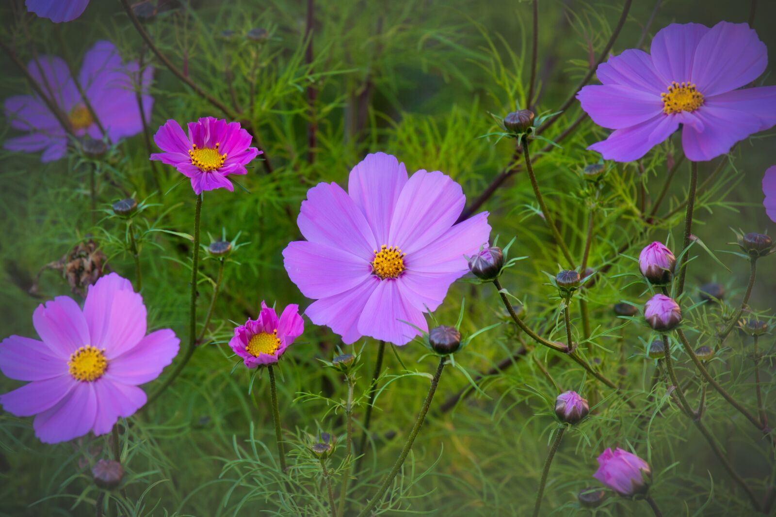 Canon EOS 200D (EOS Rebel SL2 / EOS Kiss X9) + Canon EF 70-200mm F4L IS USM sample photo. Cosmos, cosmea, beauty photography