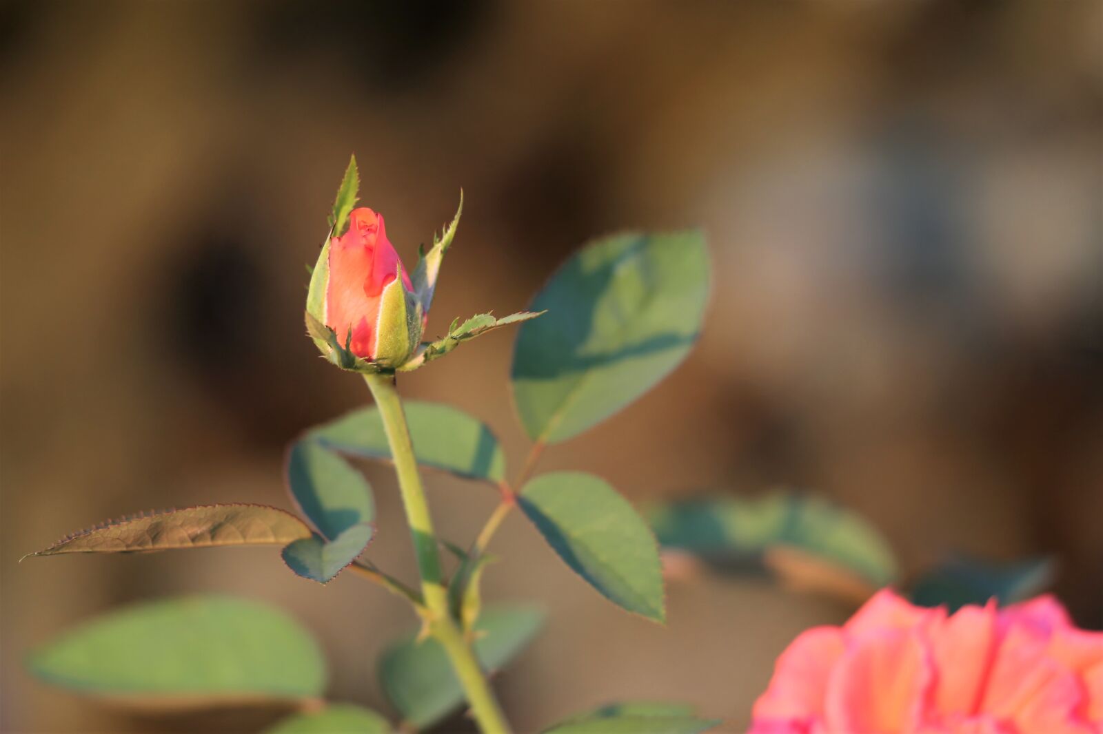 Canon EF 70-300 F4-5.6 IS II USM sample photo. Orange rose, bud, flower photography
